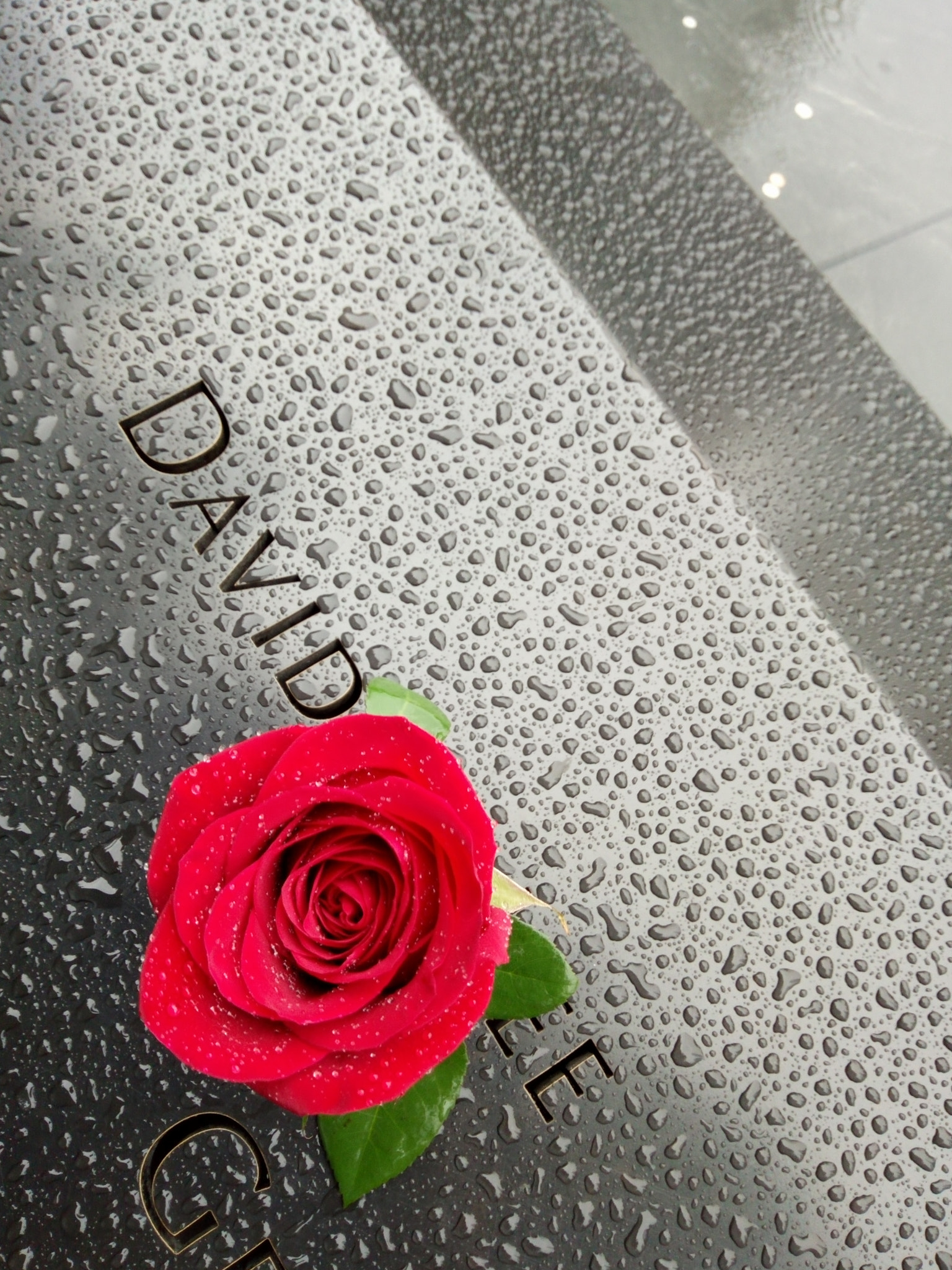 OPPO R7 sample photo. Rose in rain photography