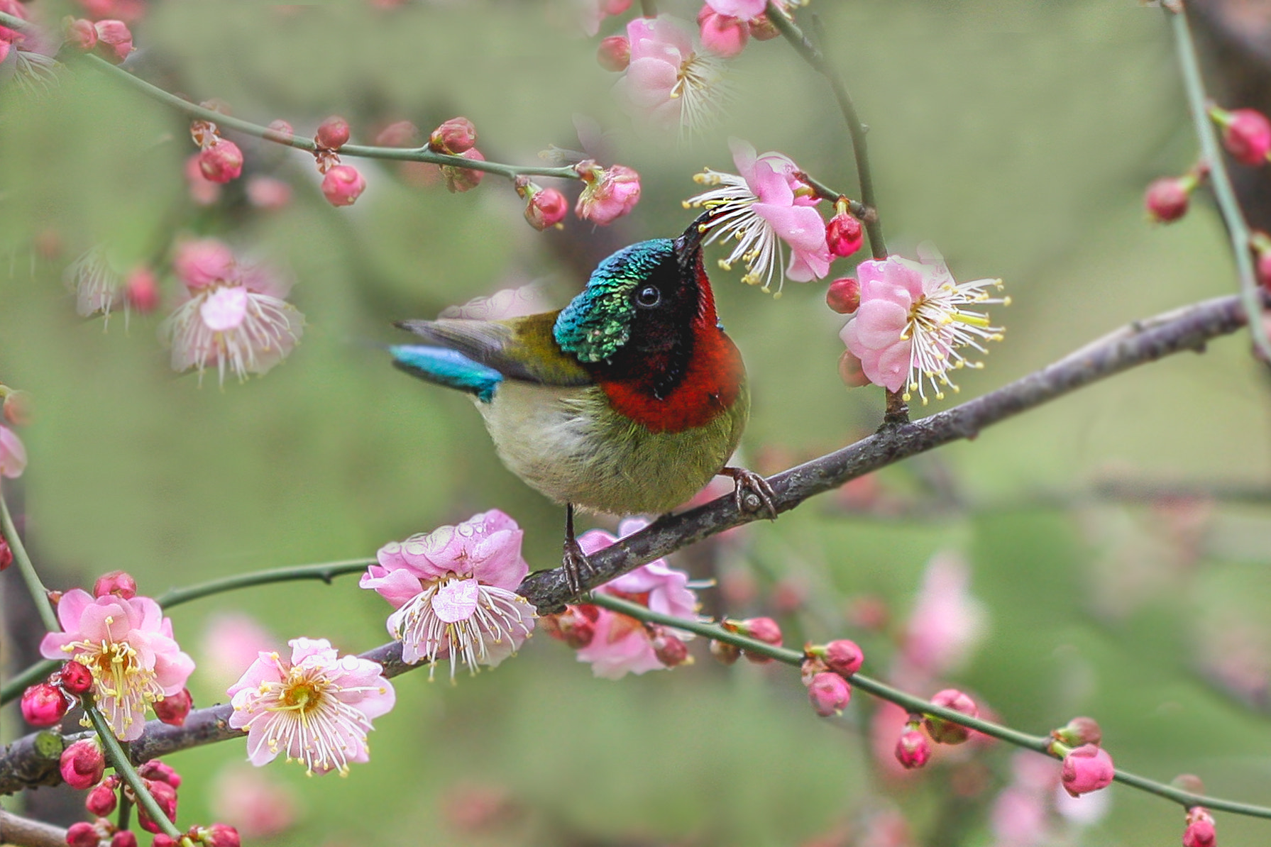 Canon EF 100mm F2.8 Macro USM sample photo. 梅花与太阳鸟 photography