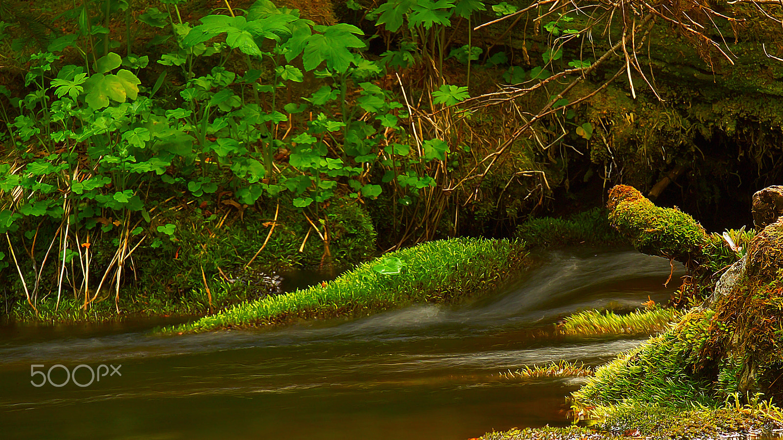 Kodak DCS Pro SLR/n sample photo. River bank photography