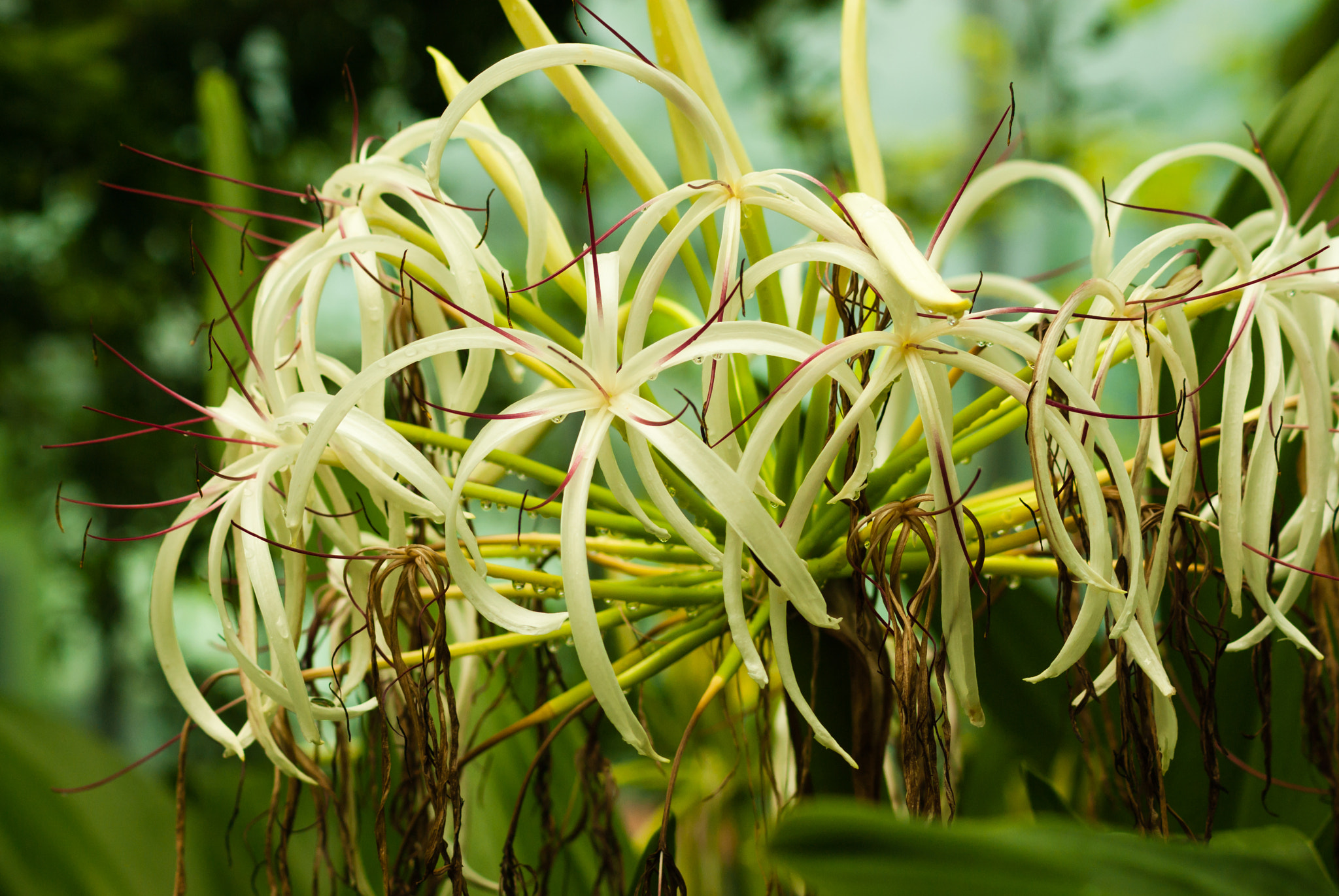 Pentax K10D sample photo. Tropical white flowers abundancy photography