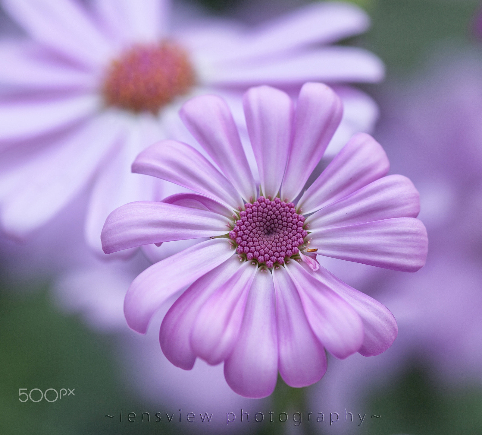 Sigma 105mm F2.8 EX DG Macro sample photo. :: photography