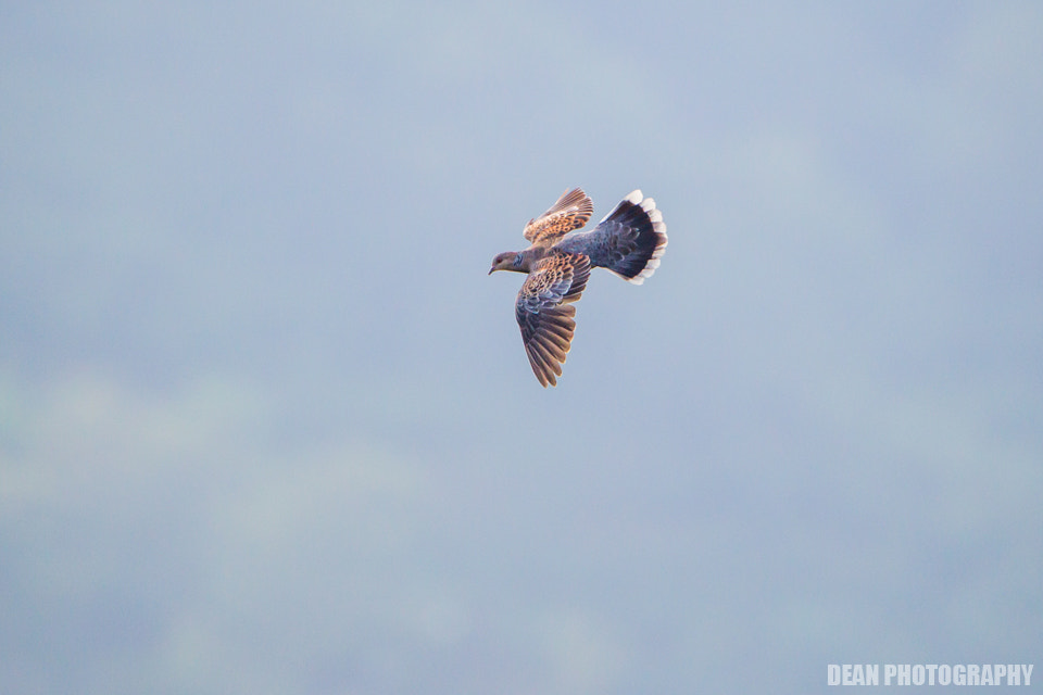 Canon EOS-1D Mark IV sample photo. Flying photography