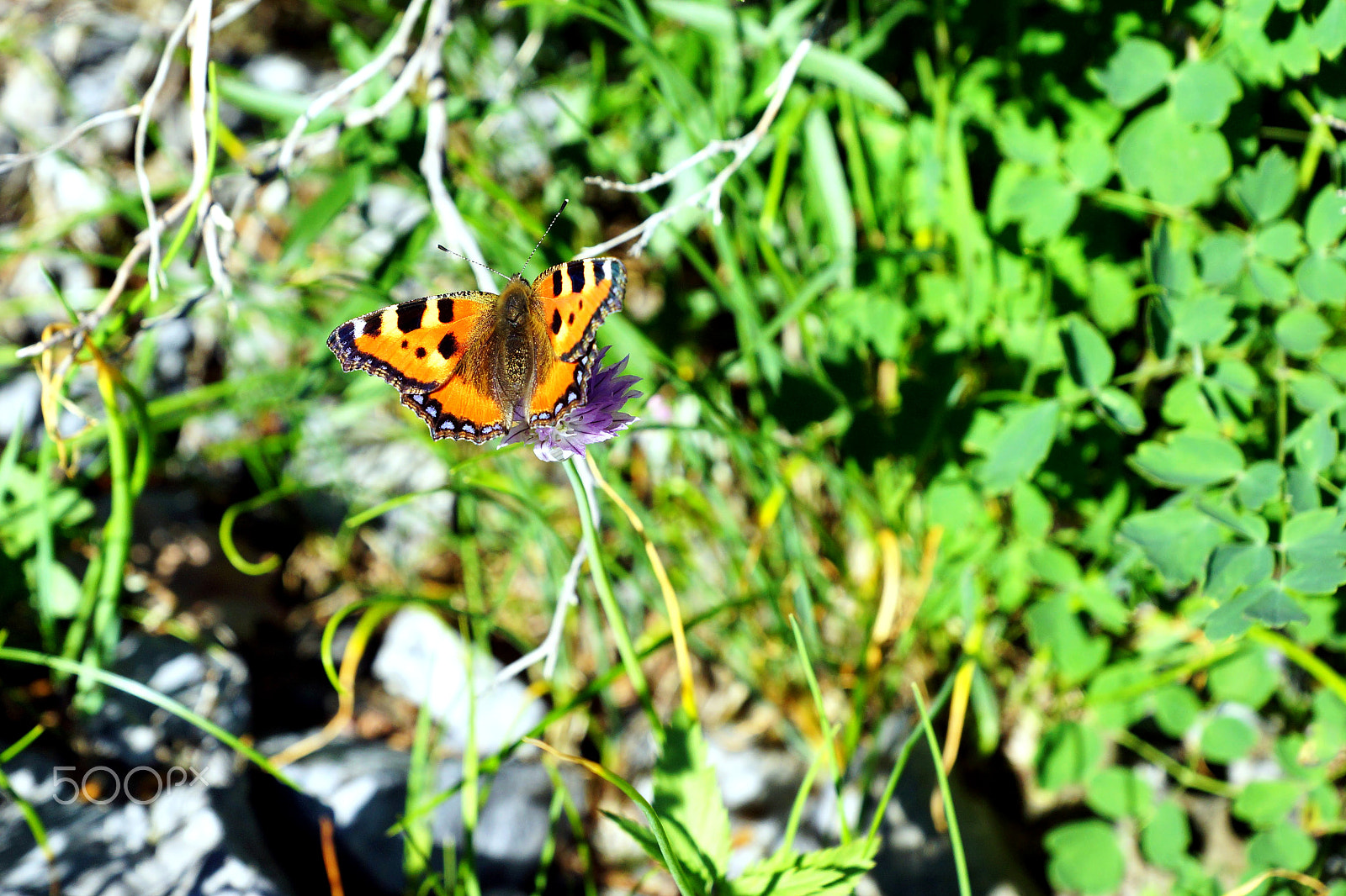 Sony SLT-A77 + Sony DT 16-50mm F2.8 SSM sample photo. Butterfly photography