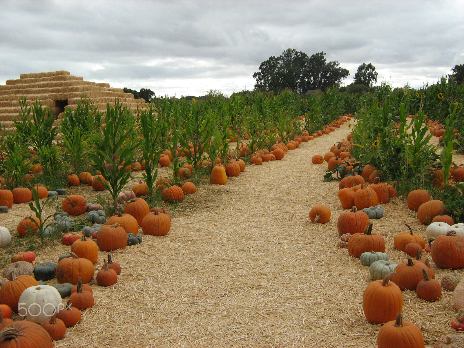 Canon POWERSHOT A460 sample photo. Pumpkin patch photography