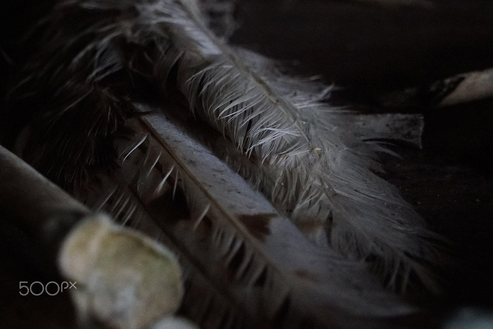 Sony a7S + Sony FE 24-240mm F3.5-6.3 OSS sample photo. A study of feather photography