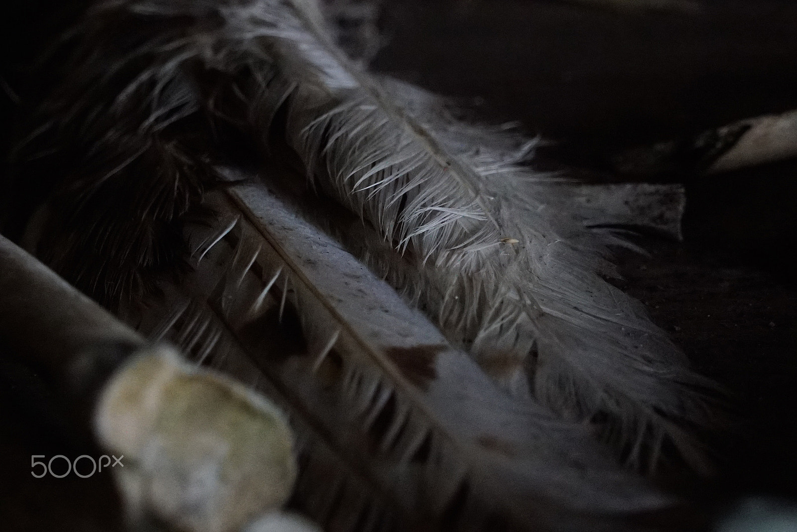 Sony FE 24-240mm F3.5-6.3 OSS sample photo. A study of feather photography