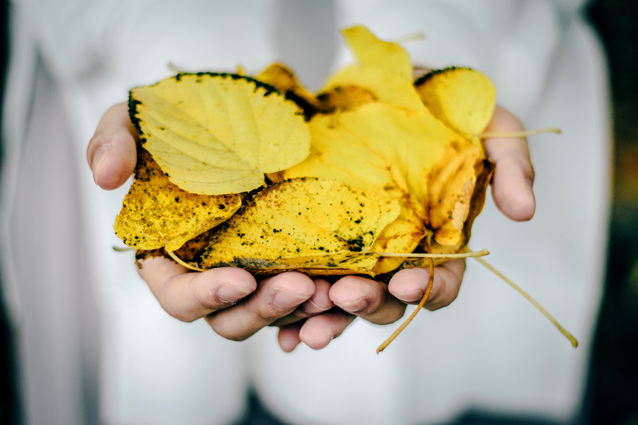 Canon EOS 600D (Rebel EOS T3i / EOS Kiss X5) sample photo. Yellow leaf photography