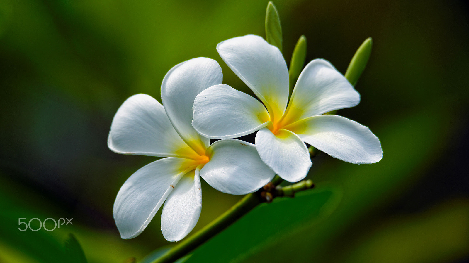 Tamron SP 150-600mm F5-6.3 Di VC USD sample photo. Flower 2 photography
