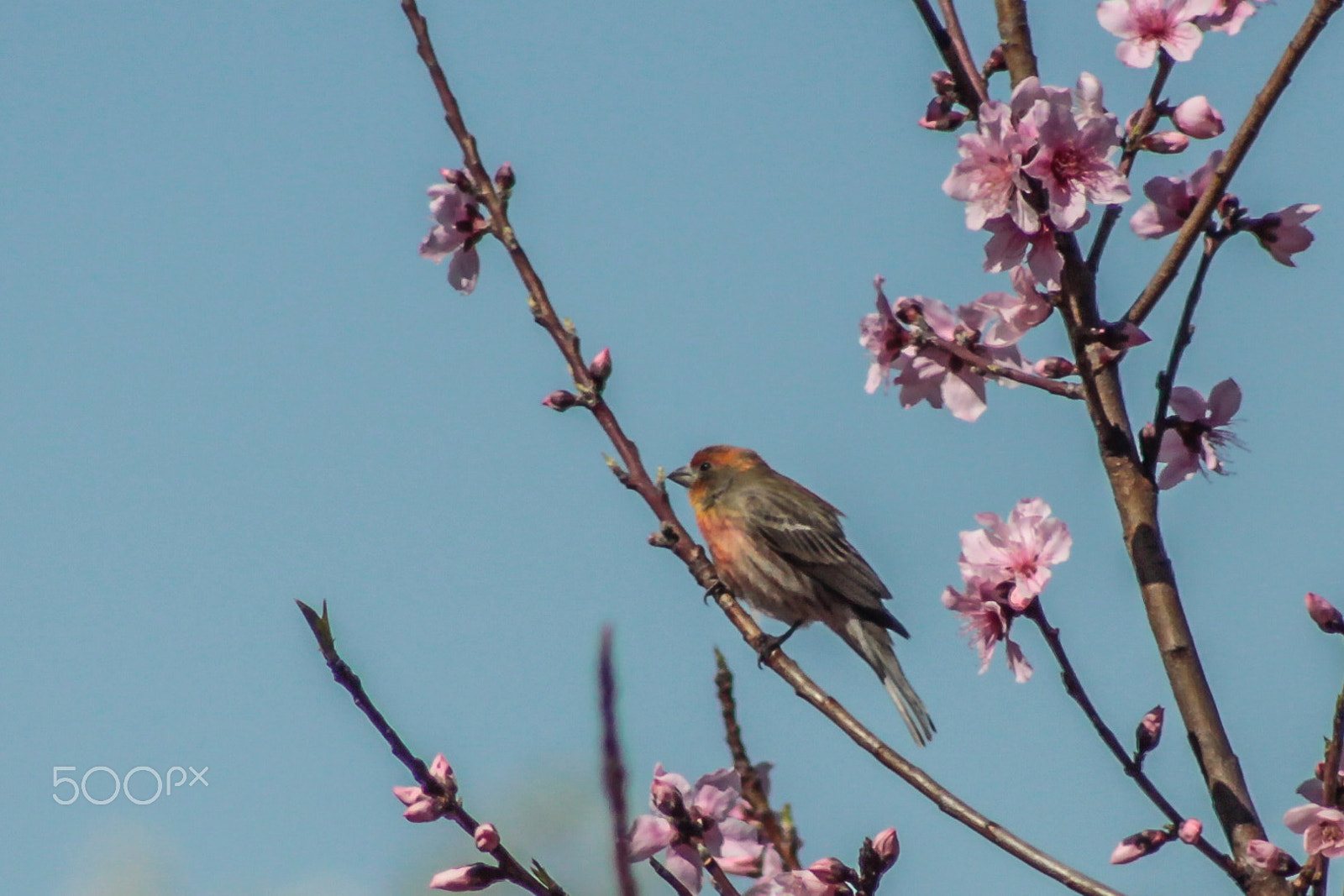 Canon EOS 50D + EF75-300mm f/4-5.6 sample photo. Texas house finch photography
