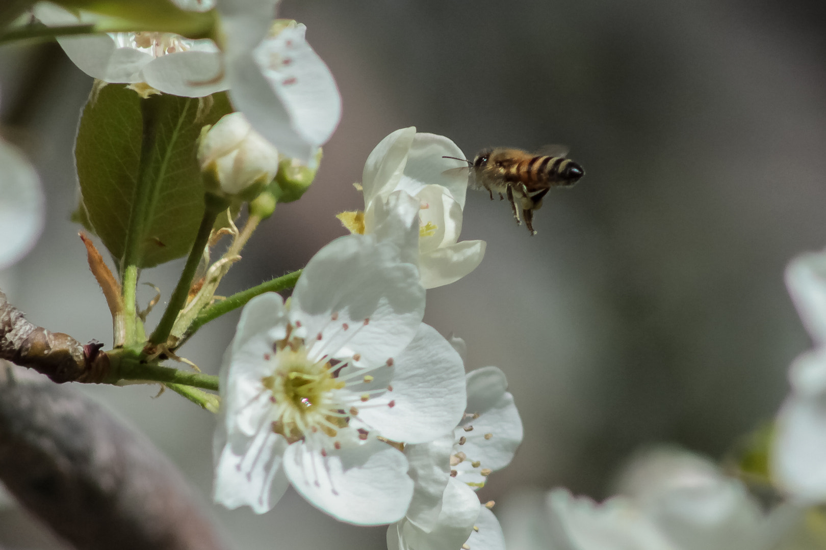 Canon EOS 50D + EF75-300mm f/4-5.6 sample photo. Precision flying photography
