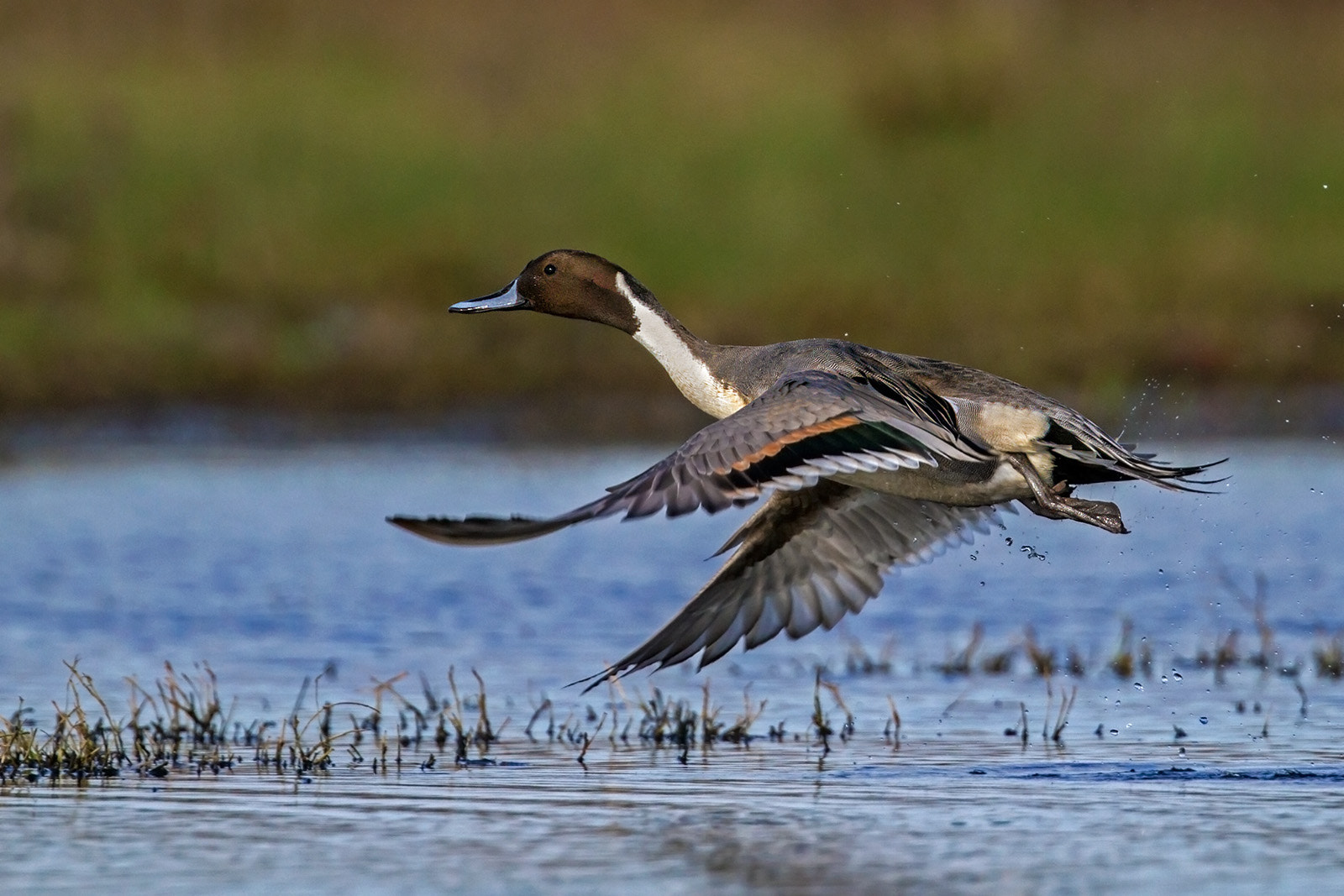 Canon EF 300mm F2.8L IS II USM sample photo. Codon photography