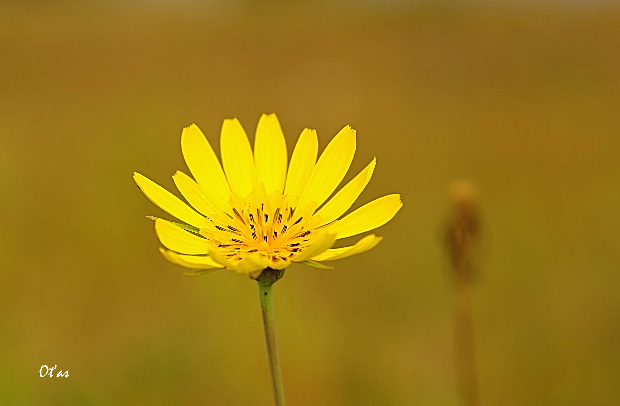 Pentax K-1 sample photo. Flower photography