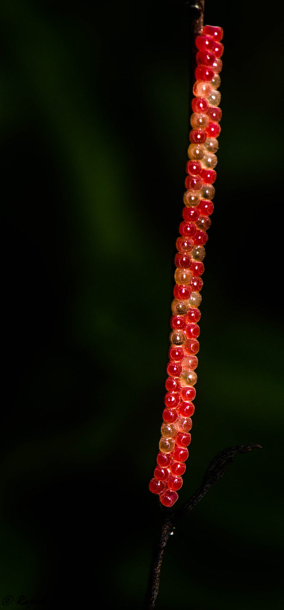 Nikon AF-S DX Micro-Nikkor 85mm F3.5G ED VR sample photo. Jewel bug eggs photography