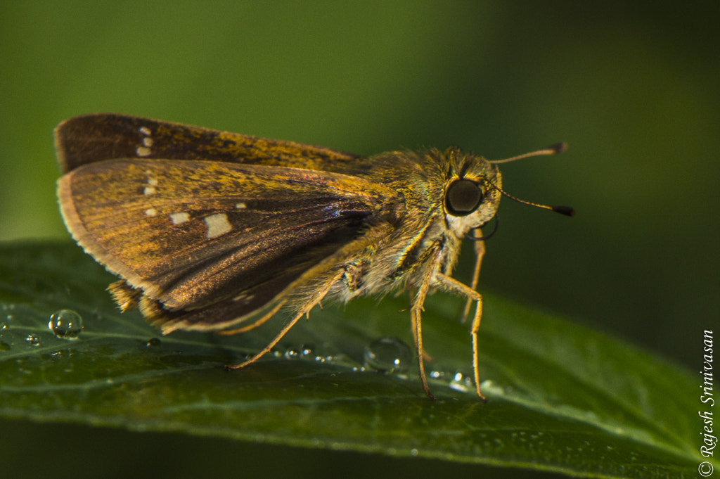 Nikon AF-S DX Micro-Nikkor 85mm F3.5G ED VR sample photo. Dsc photography