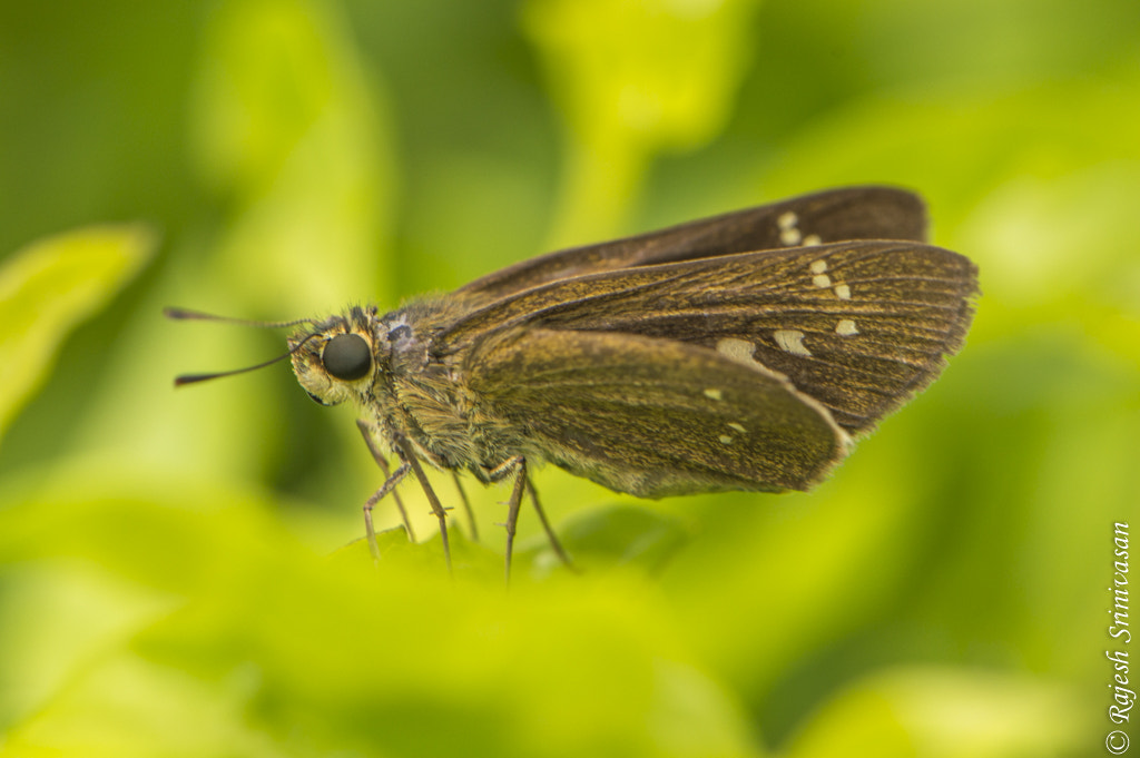 Nikon AF-S DX Micro-Nikkor 85mm F3.5G ED VR sample photo. Dsc photography