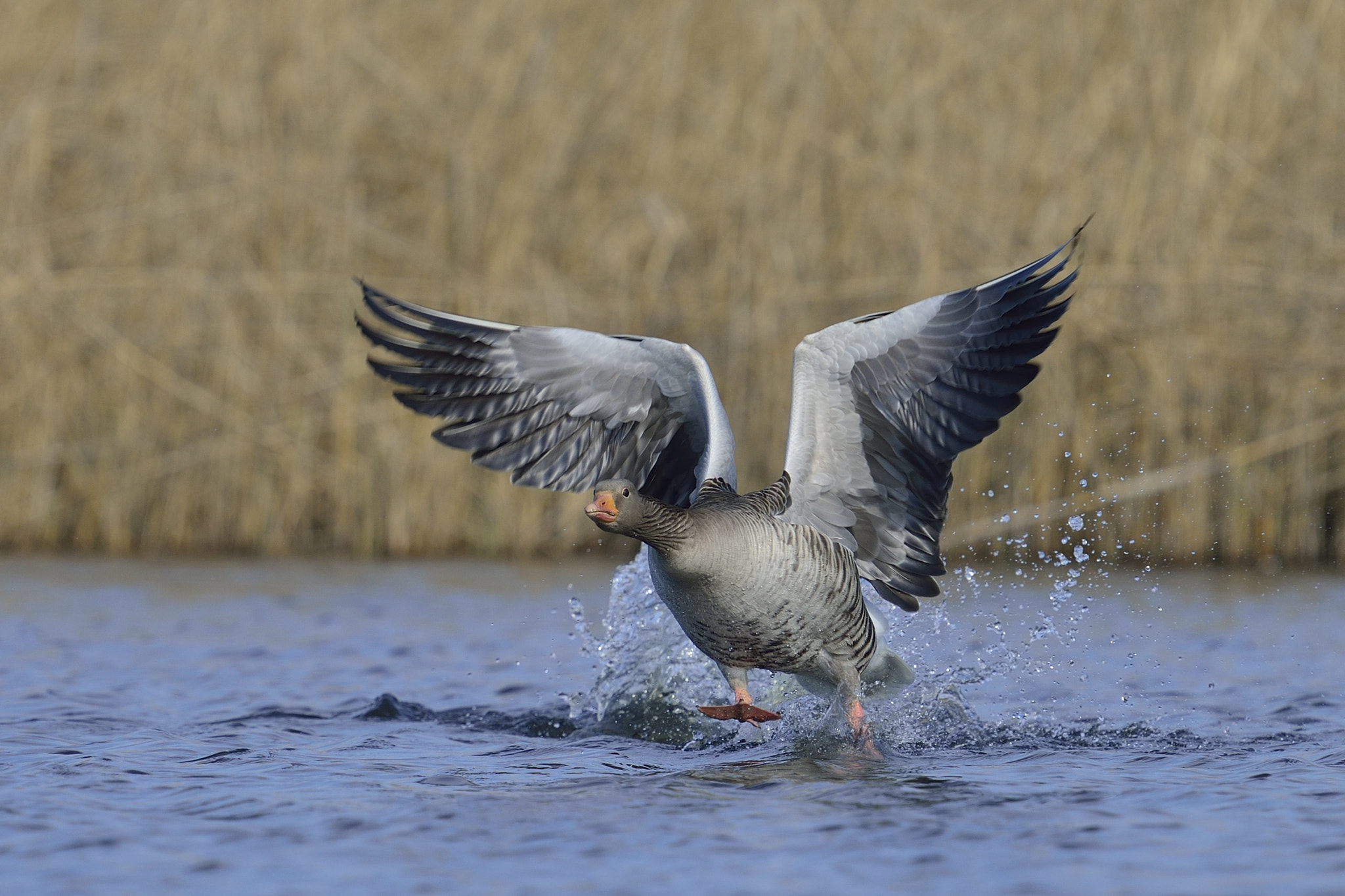 Nikon D800 + Nikon AF-S Nikkor 600mm F4G ED VR sample photo. Goose / graugans photography