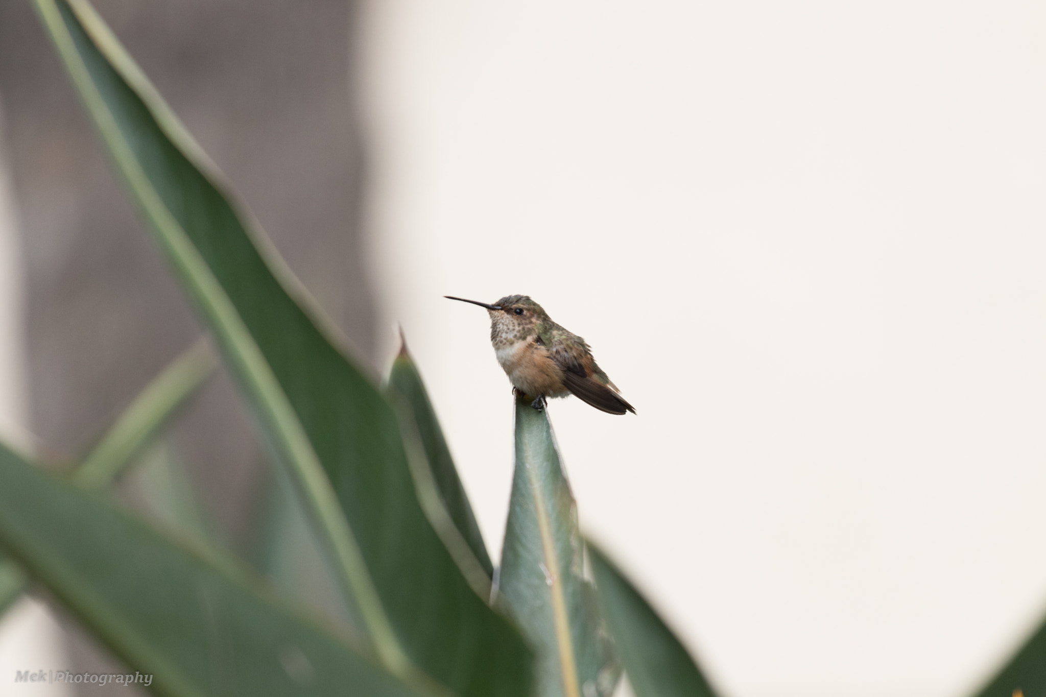 Canon EOS 80D + Canon EF 70-200mm F4L USM sample photo. Humming bird in front of my house photography