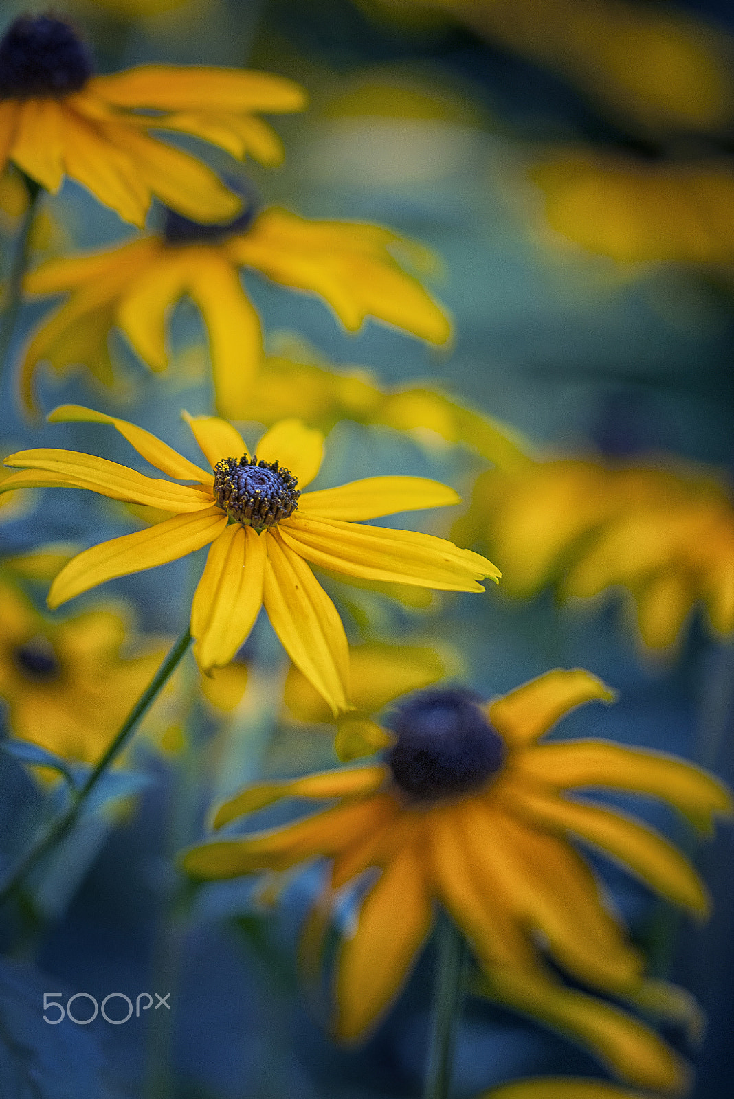 Sigma 105mm F2.8 EX DG OS HSM sample photo. Yellow ballet dancers photography