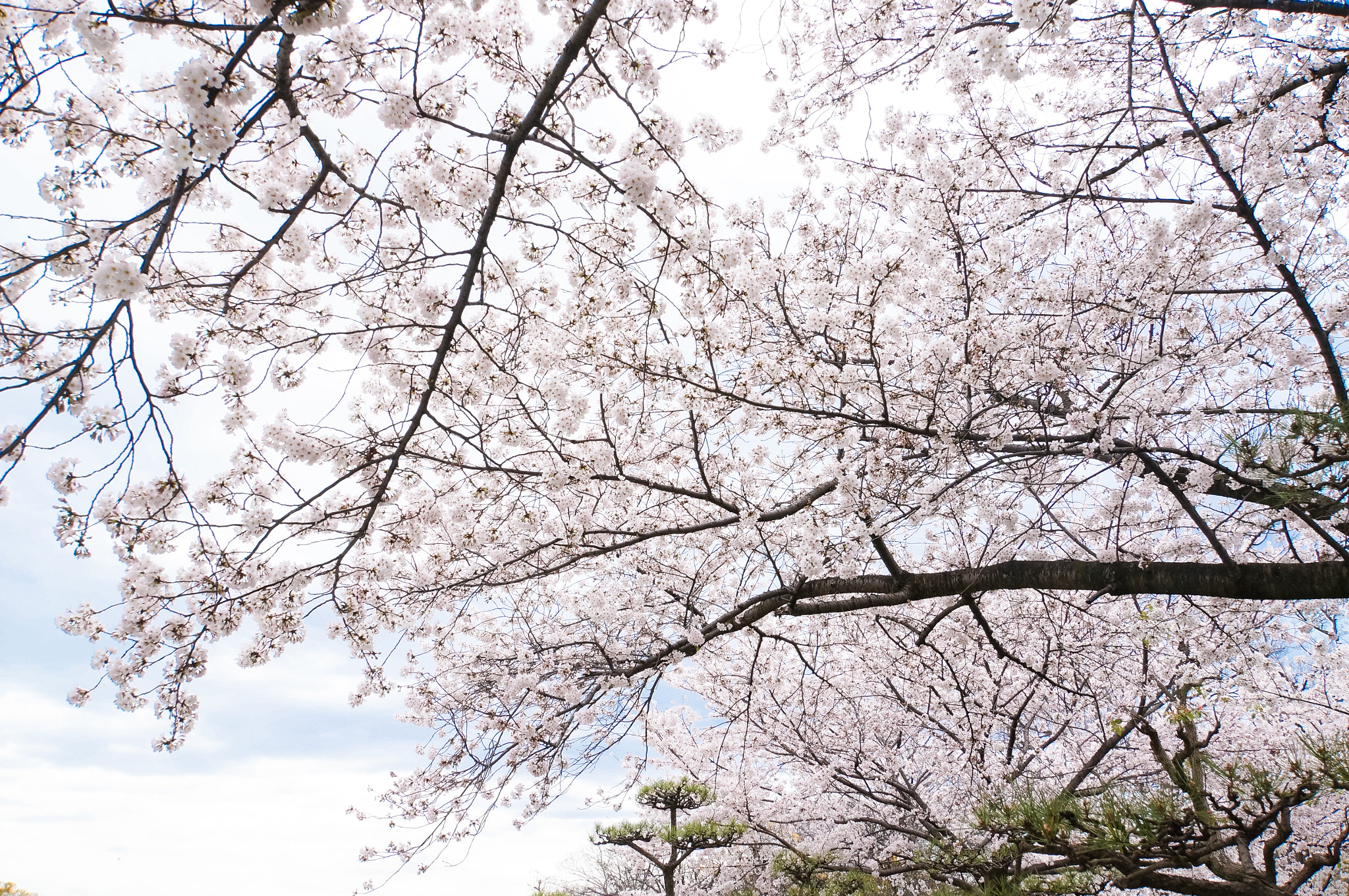 Sony Alpha NEX-5N + Sony E 18-200mm F3.5-6.3 OSS sample photo. Japan cherry blossom photography