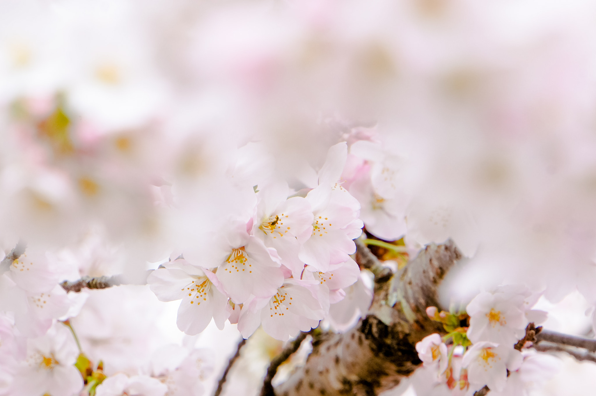 Sony Alpha NEX-5N + Sony E 18-200mm F3.5-6.3 OSS sample photo. Japan cherry blossom photography