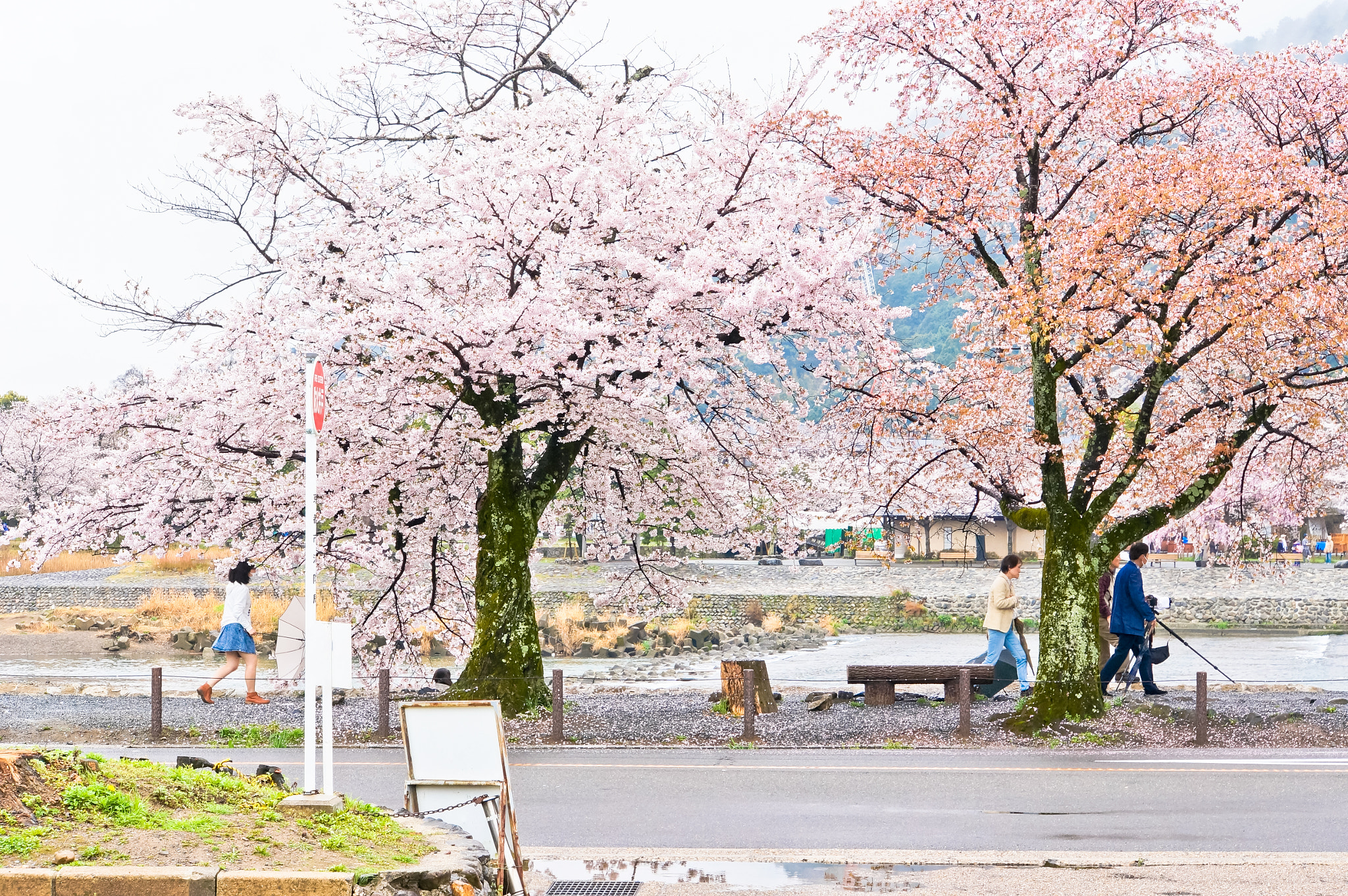 Sony Alpha NEX-5N + Sony E 18-200mm F3.5-6.3 OSS sample photo. Japan cherry blossom photography