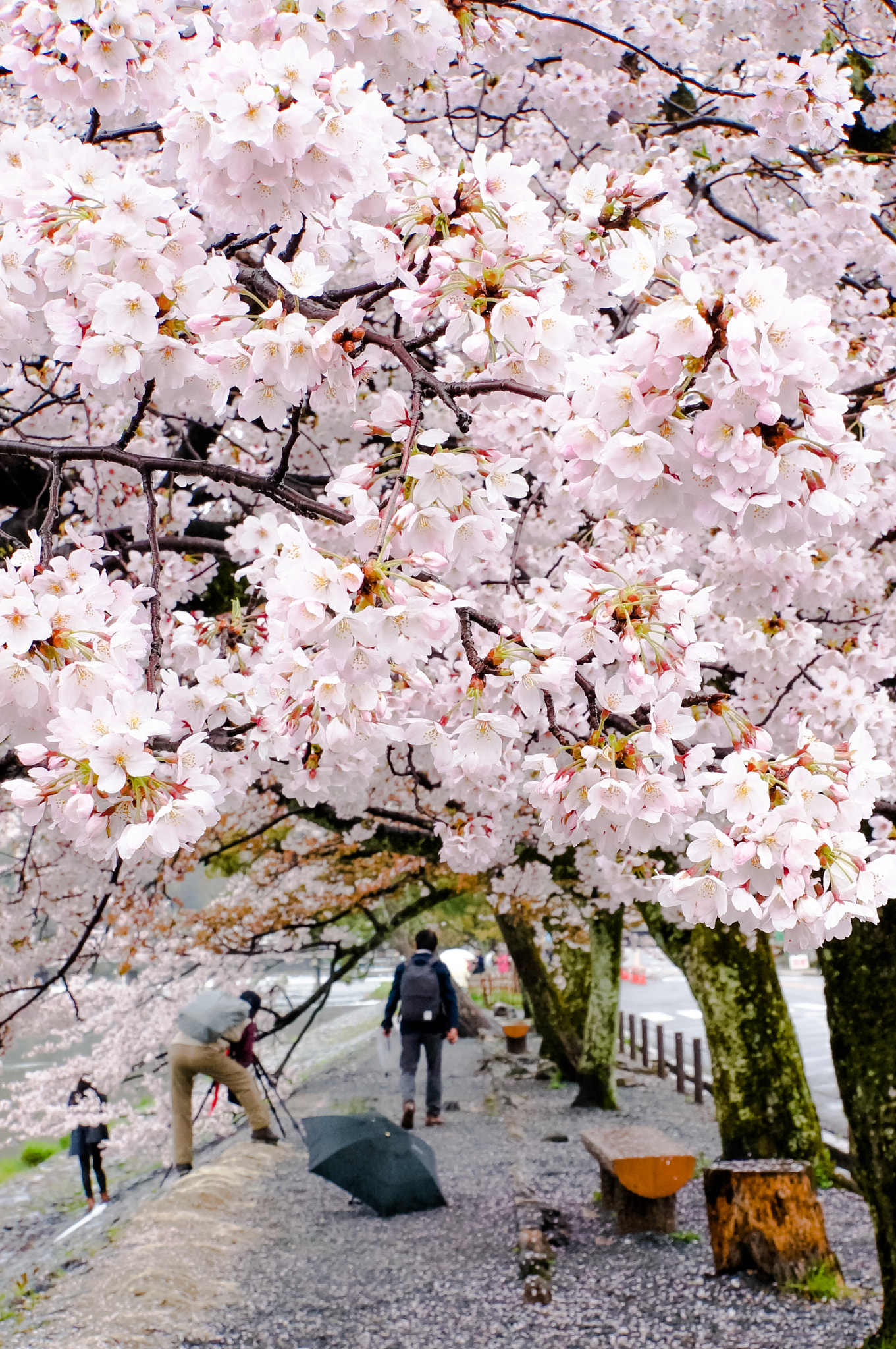 Sony Alpha NEX-5N + Sony E 18-200mm F3.5-6.3 OSS sample photo. Japan cherry blossom photography