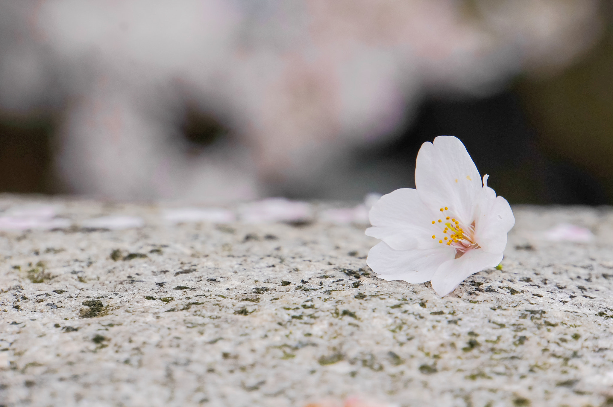 Sony Alpha NEX-5N + Sony E 18-200mm F3.5-6.3 OSS sample photo. Japan cherry blossom photography
