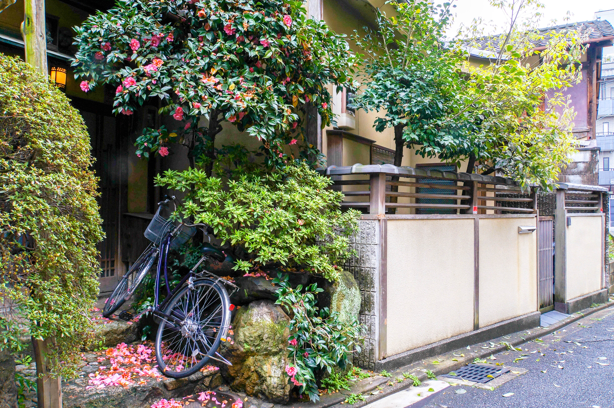 Sony Alpha NEX-5N + Sony E 18-200mm F3.5-6.3 OSS sample photo. Japan cherry blossom photography