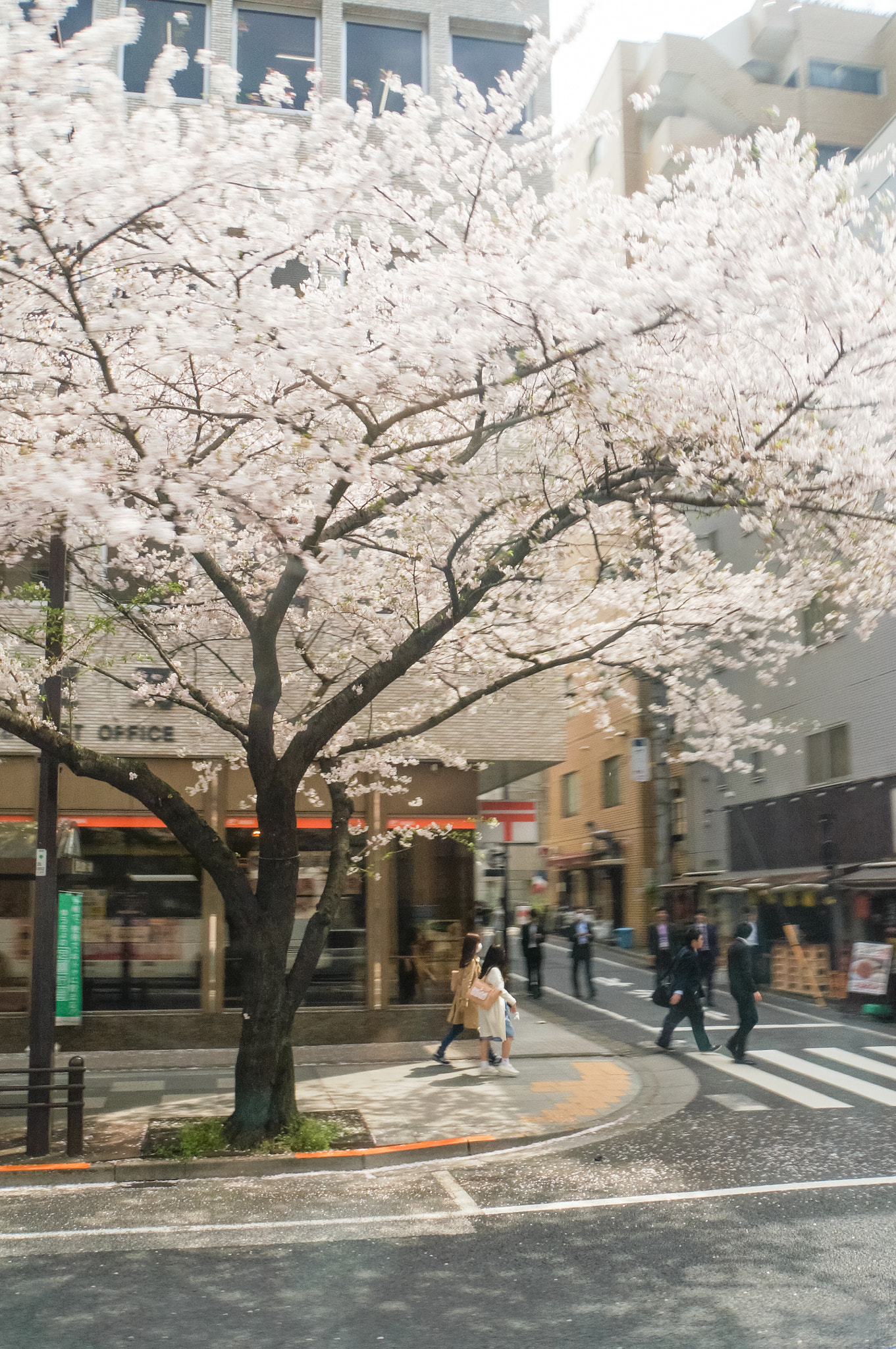 Sony Alpha NEX-5N + Sony E 18-200mm F3.5-6.3 OSS sample photo. Japan cherry blossom photography