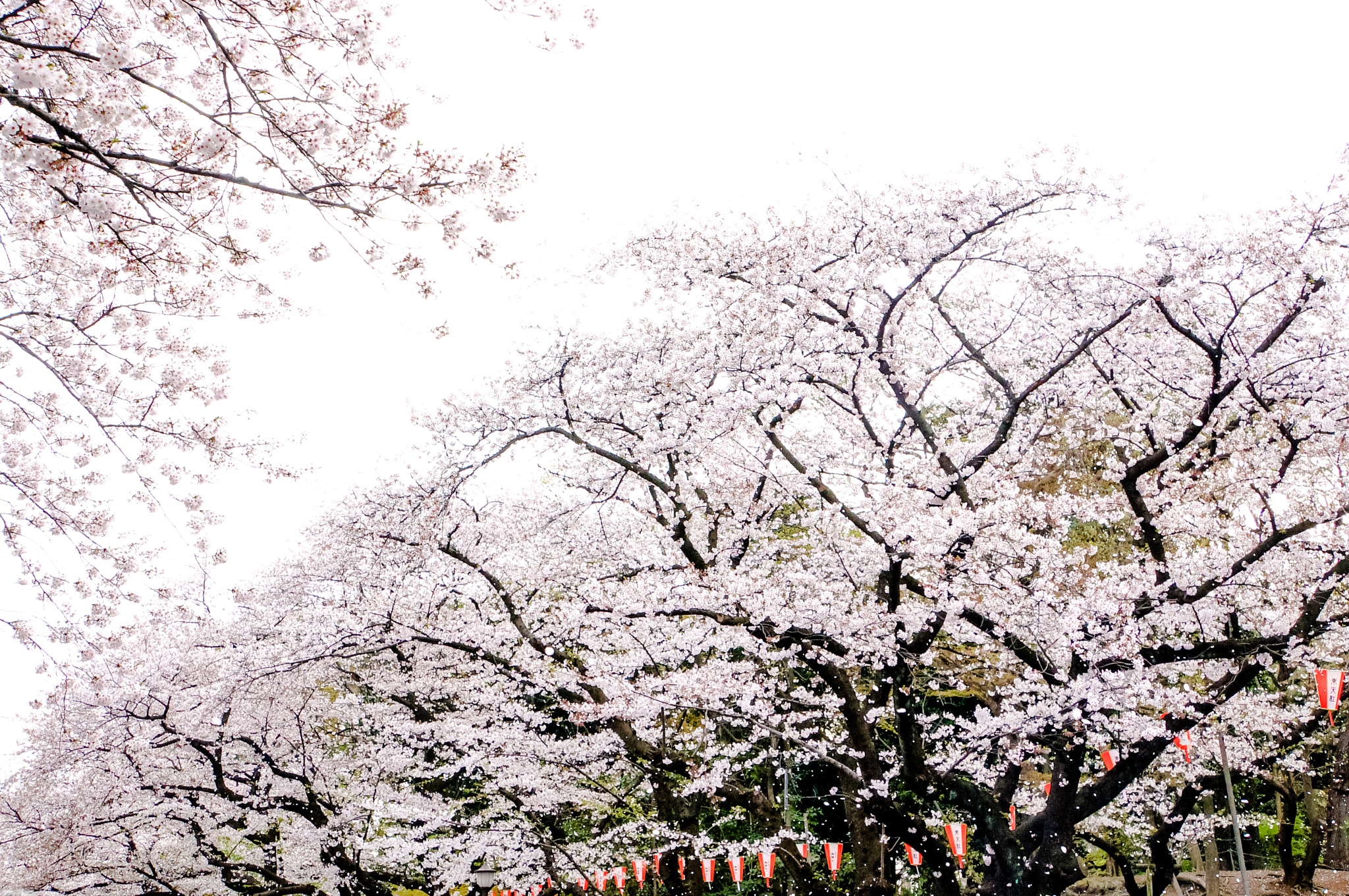 Sony Alpha NEX-5N + Sony E 18-200mm F3.5-6.3 OSS sample photo. Japan cherry blossom photography