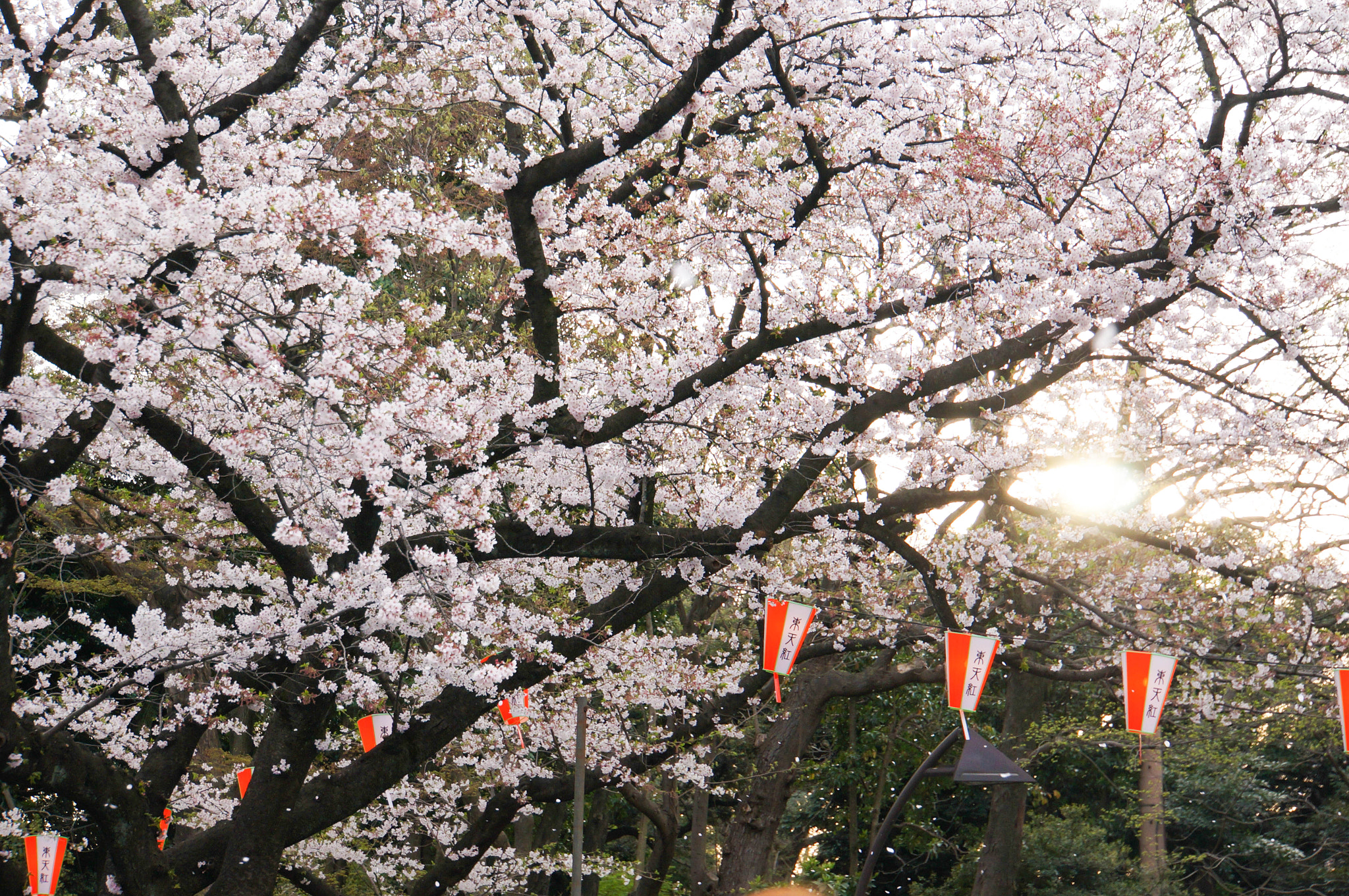 Sony Alpha NEX-5N + Sony E 18-200mm F3.5-6.3 OSS sample photo. Japan cherry blossom photography