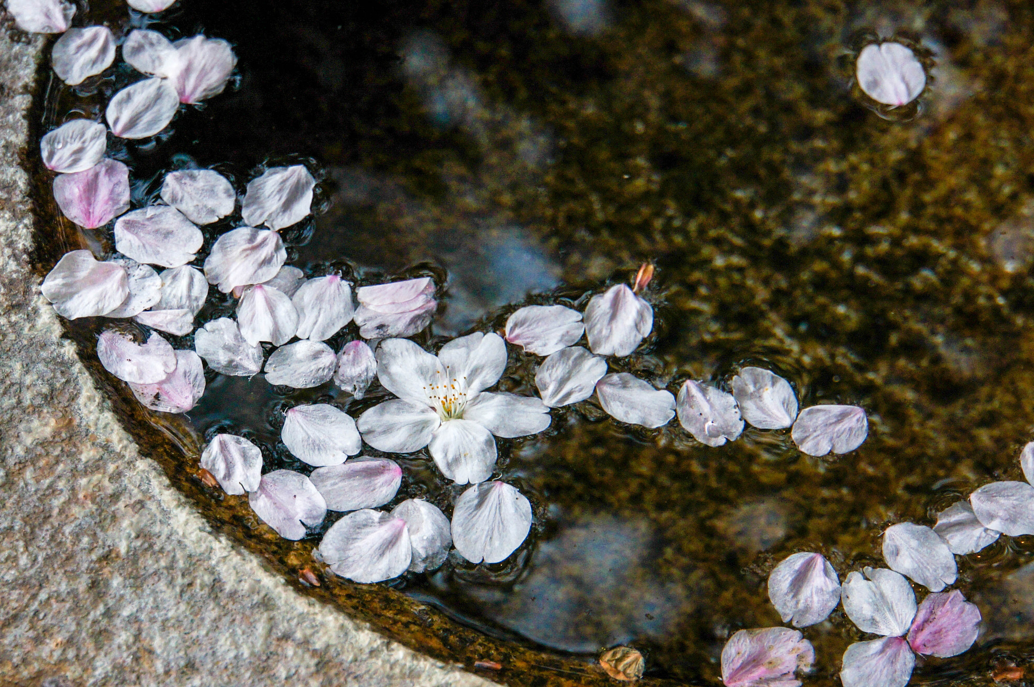 Sony Alpha NEX-5N + Sony E 18-200mm F3.5-6.3 OSS sample photo. Japan cherry petal photography