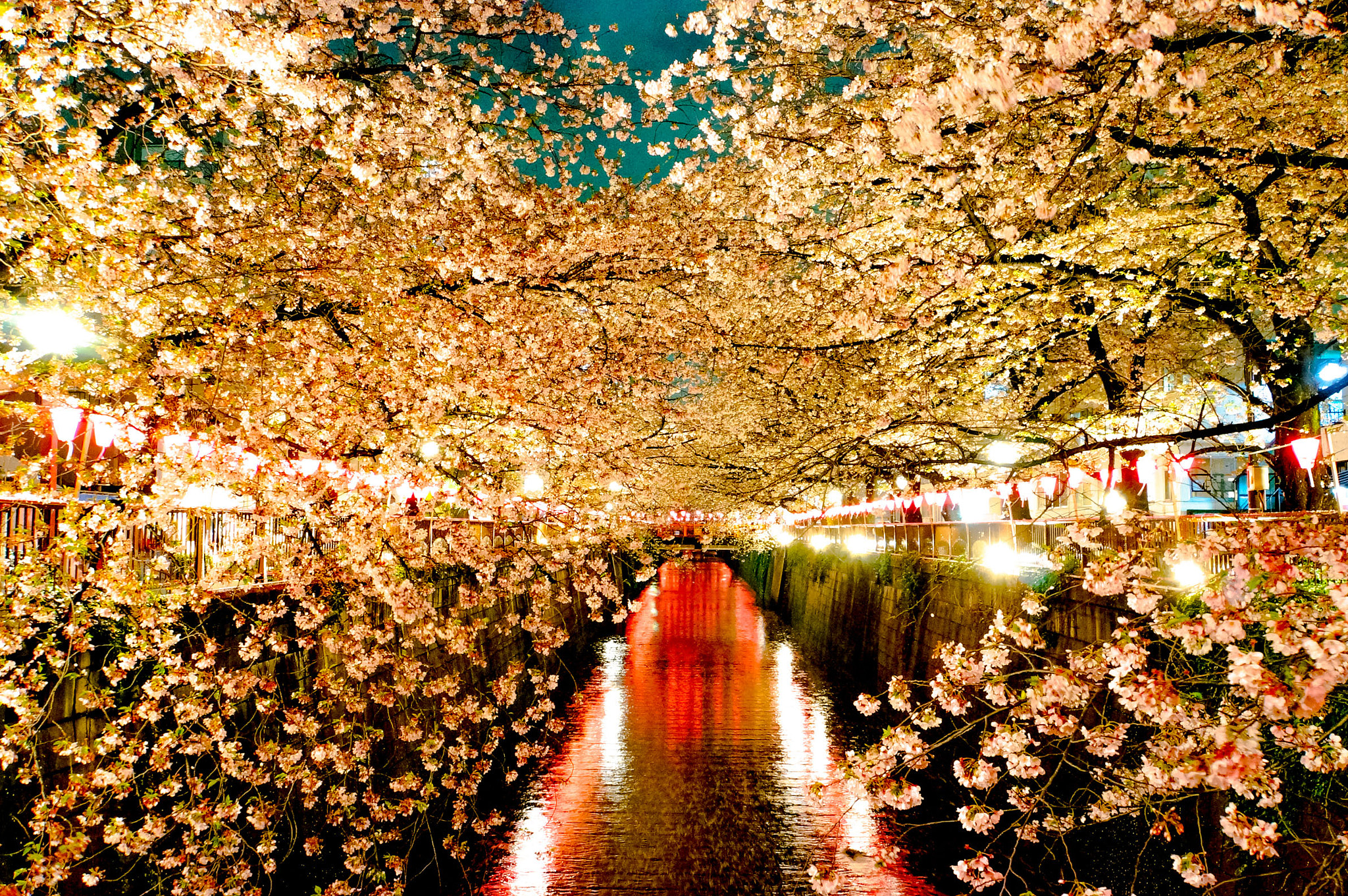 Sony Alpha NEX-5N + Sony E 18-200mm F3.5-6.3 OSS sample photo. Japan cherry blossom photography