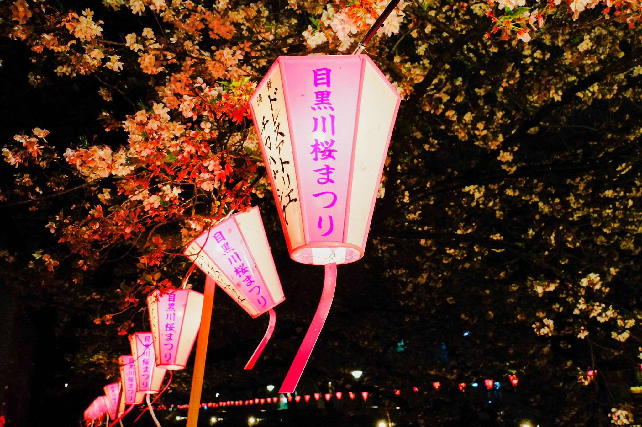 Sony Alpha NEX-5N + Sony E 18-200mm F3.5-6.3 OSS sample photo. Lantern of cherry blossom in meguro gawa photography