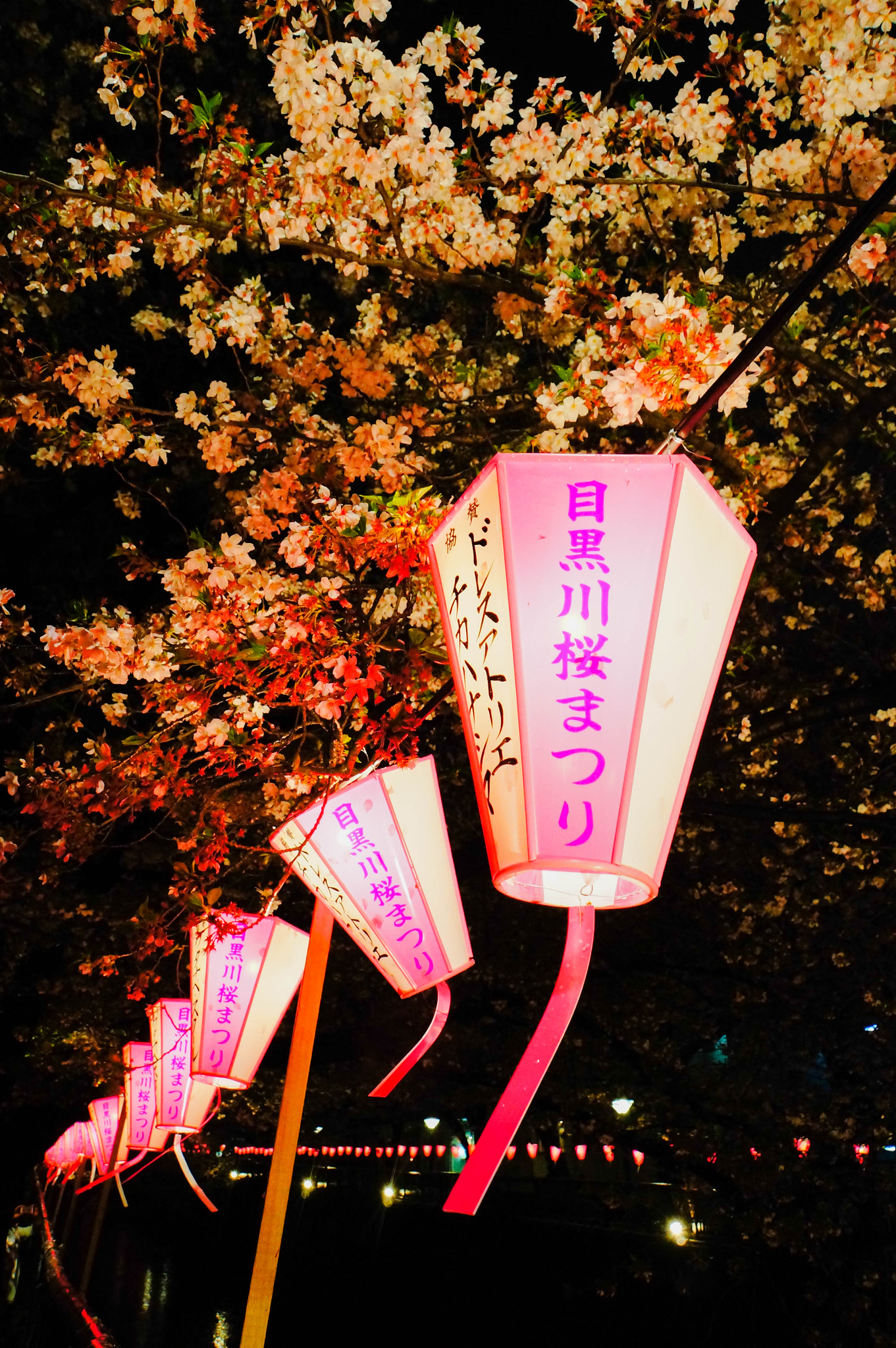 Sony Alpha NEX-5N + Sony E 18-200mm F3.5-6.3 OSS sample photo. Lantern of cherry blossom in meguro gawa photography