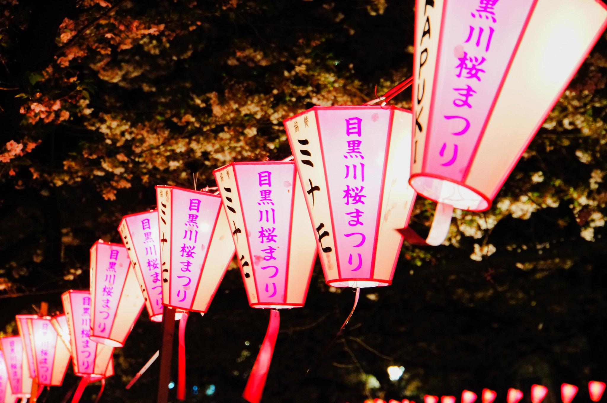 Sony Alpha NEX-5N + Sony E 18-200mm F3.5-6.3 OSS sample photo. Lantern of cherry blossom in meguro gawa photography