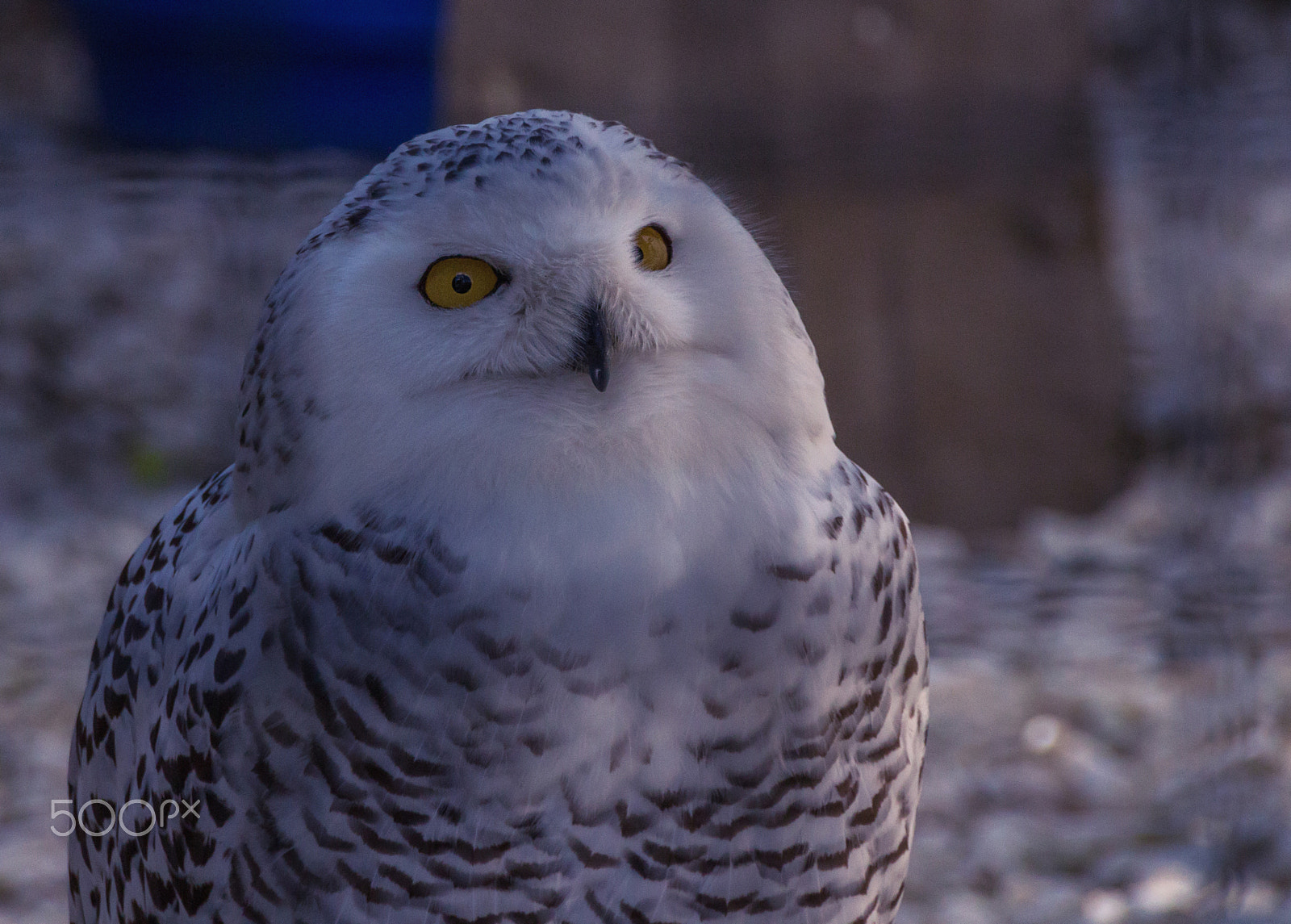 Canon EOS 650D (EOS Rebel T4i / EOS Kiss X6i) sample photo. Owl photography