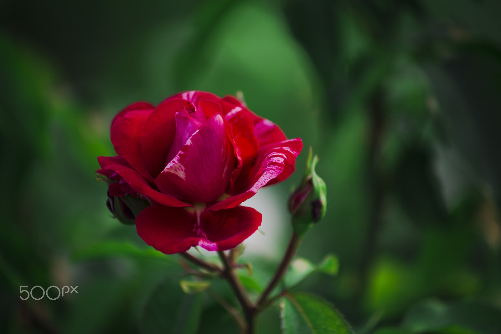 Nikon D800 + AF Zoom-Nikkor 70-210mm f/4 sample photo. Red rose in green photography