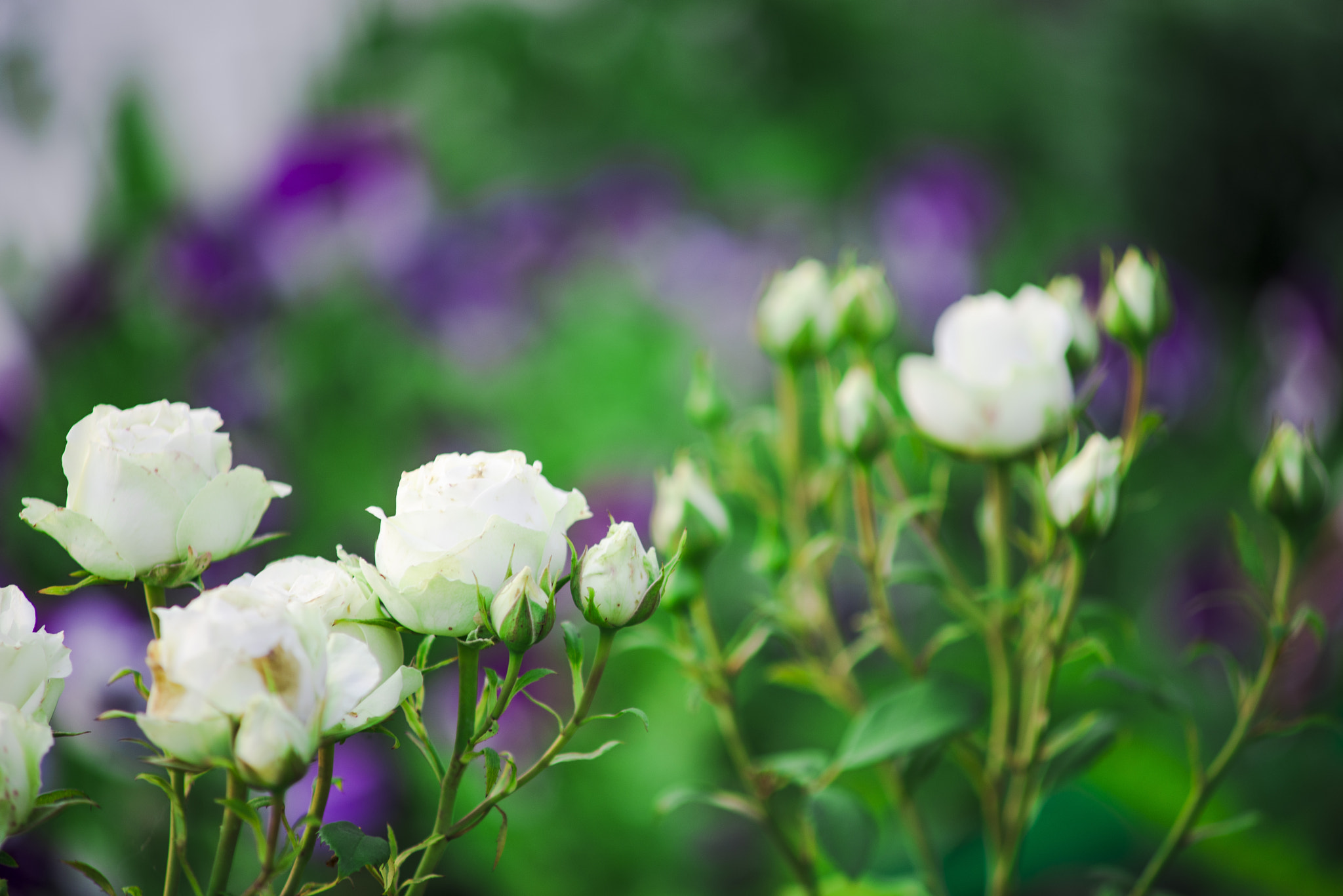 Nikon D800 + AF Zoom-Nikkor 70-210mm f/4 sample photo. White roses photography