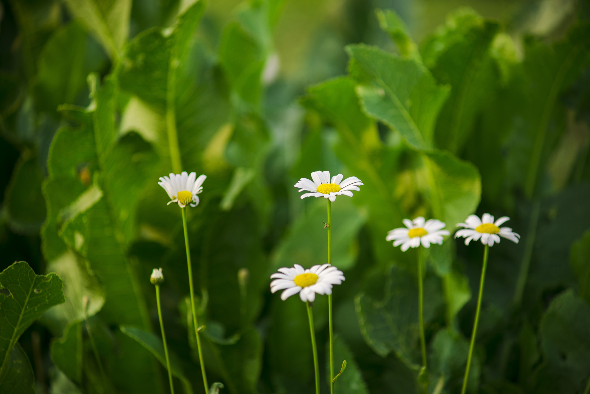 Nikon D800 + AF Zoom-Nikkor 70-210mm f/4 sample photo. Wild flowers photography