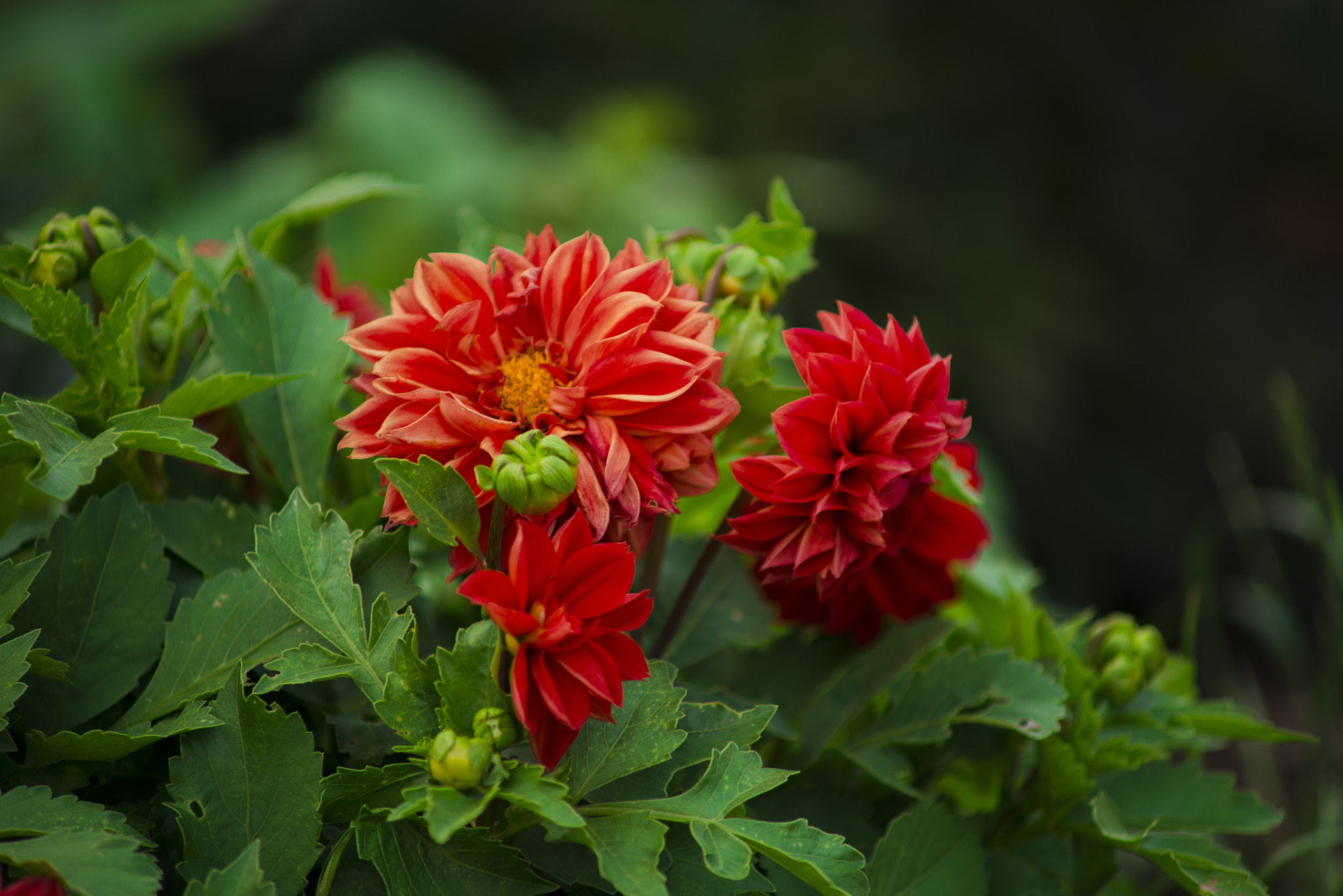Nikon D800 sample photo. Red flowers photography