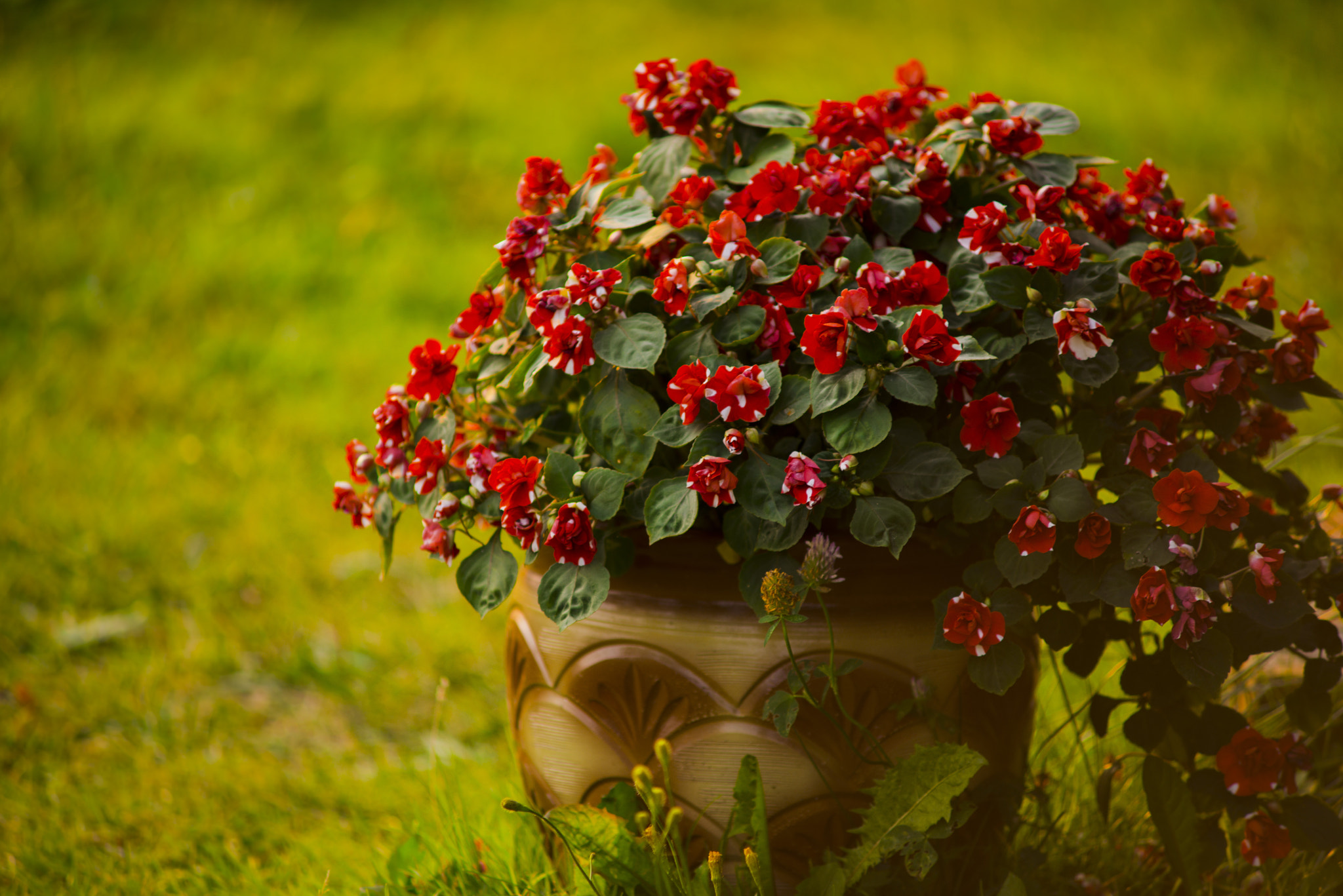 Nikon D800 + AF Zoom-Nikkor 70-210mm f/4 sample photo. Yellow sunset photography