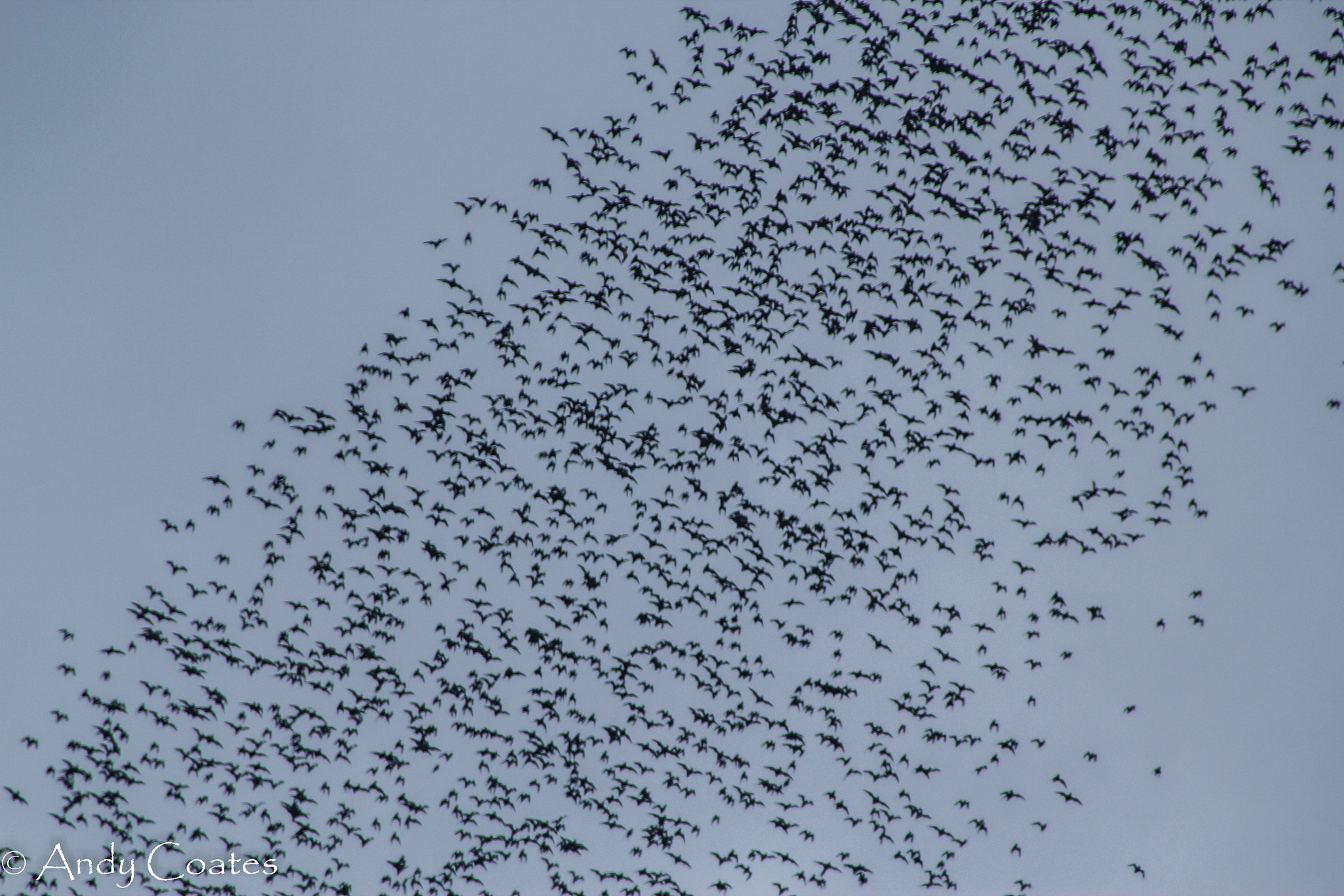 Canon EOS 550D (EOS Rebel T2i / EOS Kiss X4) sample photo. Deer cave bat exodus photography