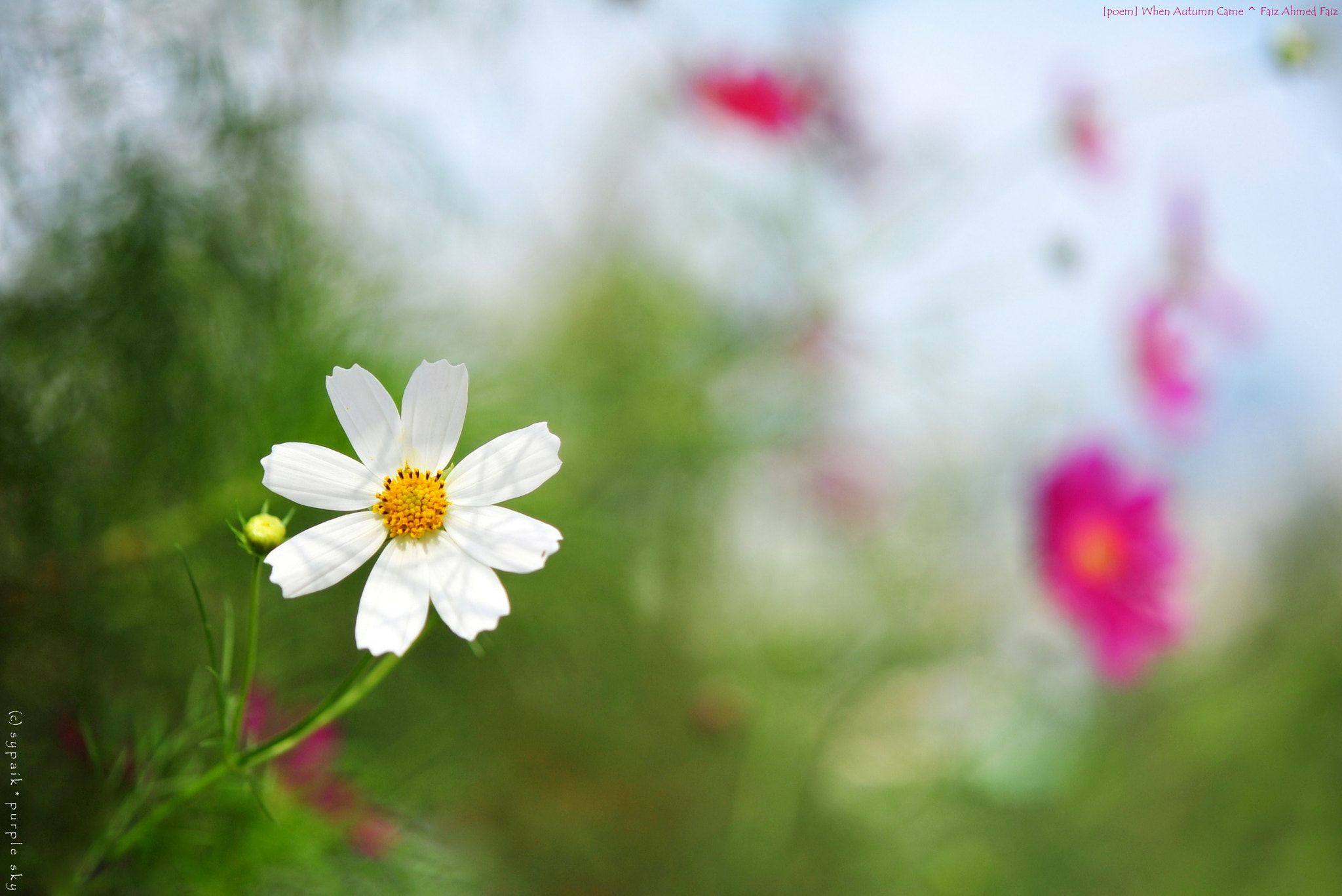 Nikon AF-S Micro-Nikkor 60mm F2.8G ED sample photo. When autumn came ii photography