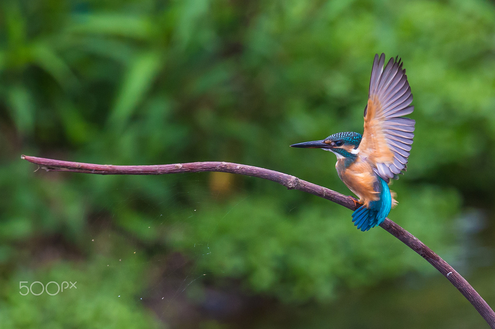 Canon EF 500mm F4L IS II USM sample photo. Pausing photography