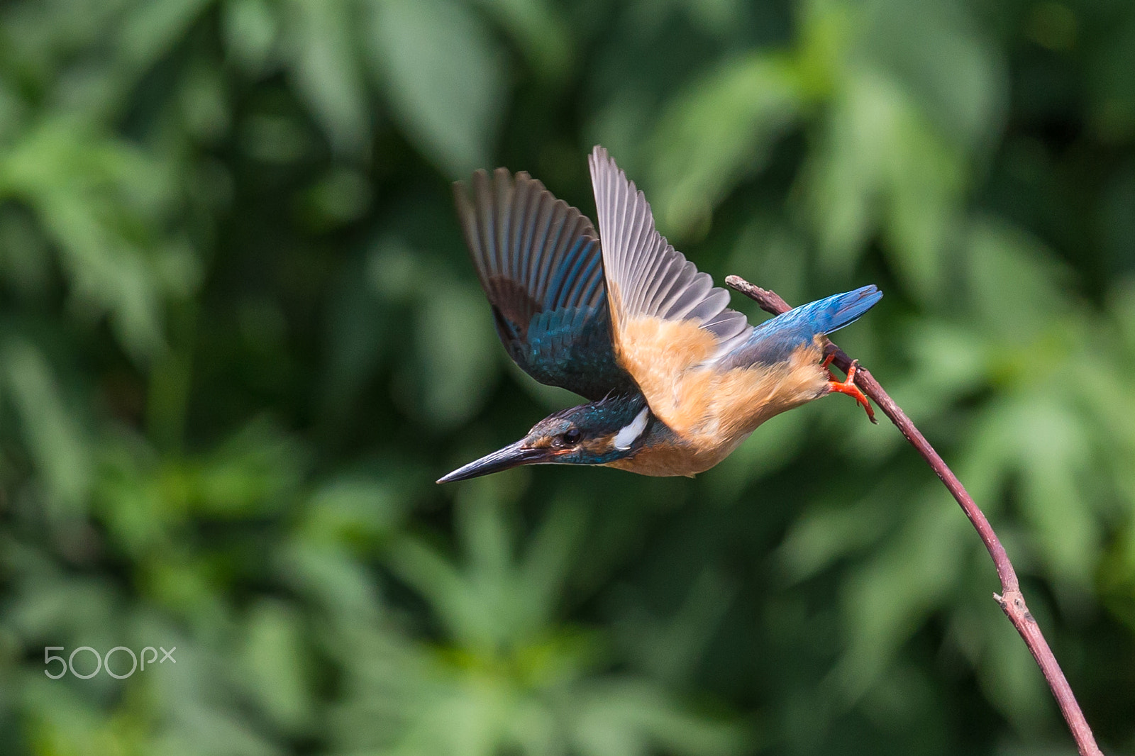 Canon EF 500mm F4L IS II USM sample photo. A moment of take-off photography