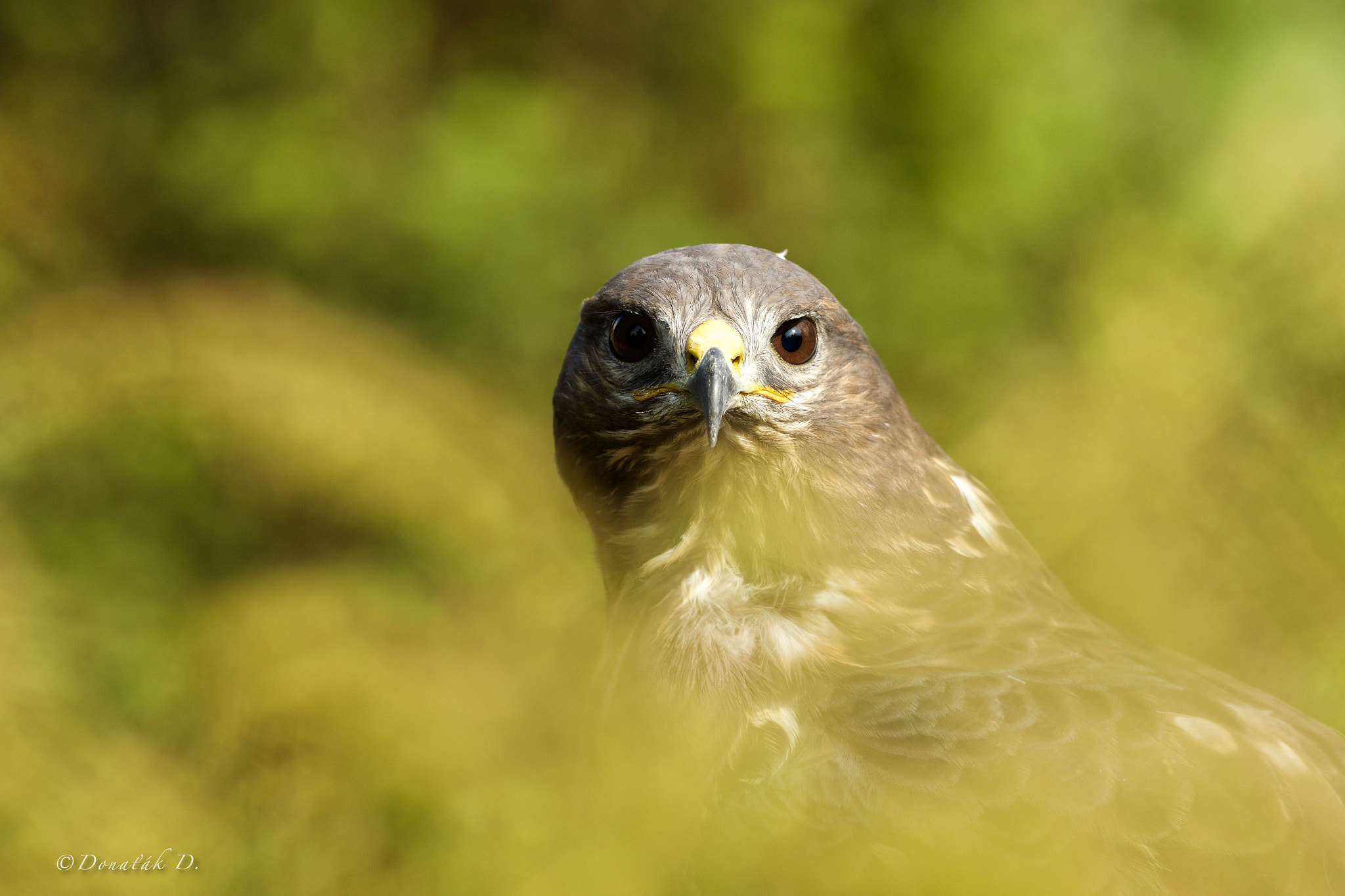 Canon EOS 7D Mark II + Canon EF 200-400mm F4L IS USM Extender 1.4x sample photo. Káně lesní (buteo buteo) photography