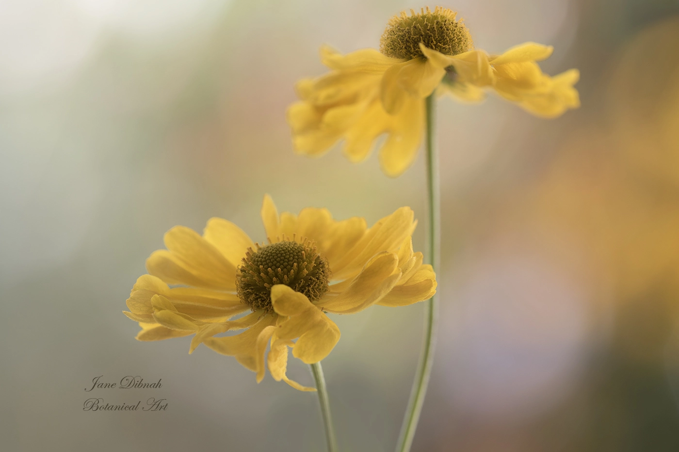 Canon EF 180mm F3.5L Macro USM sample photo. Helenium canaria photography