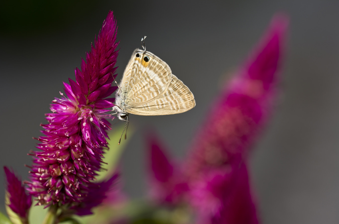 Nikon D7100 + IX-Nikkor 60-180mm f/4-5.6 sample photo. Butterfly photography