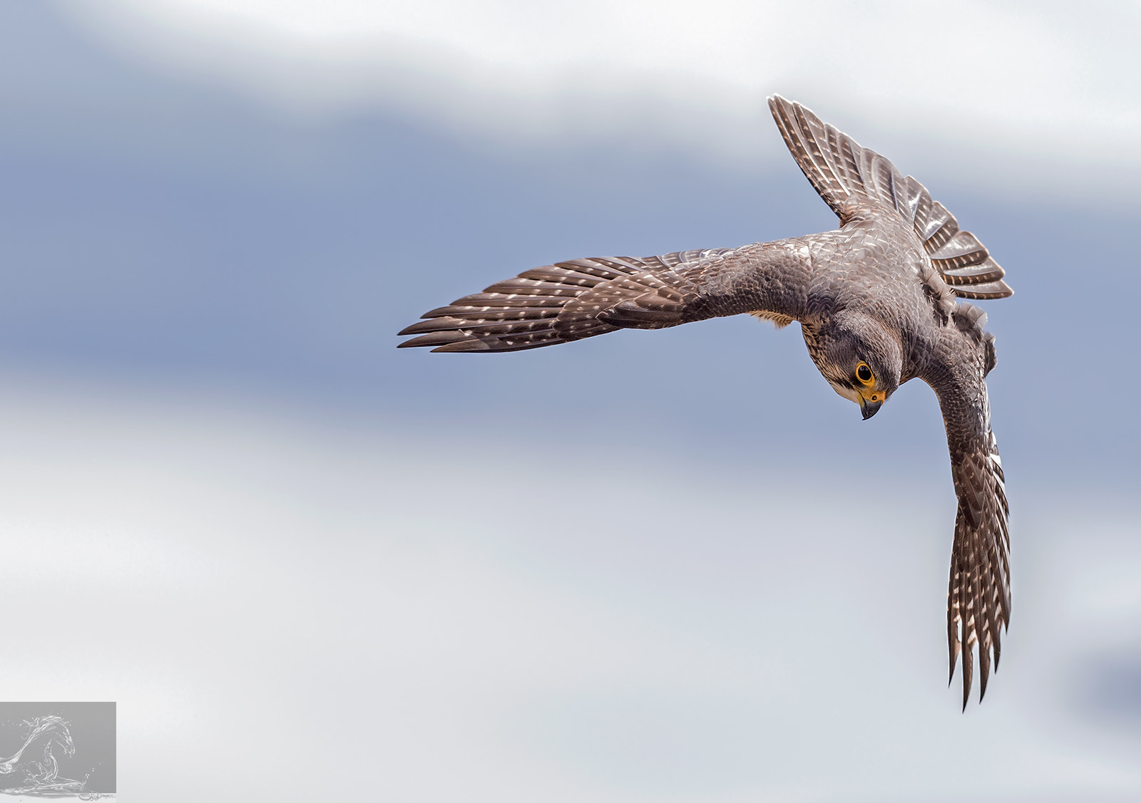 Canon EF 300mm F2.8L IS USM sample photo. Karearea 78 photography